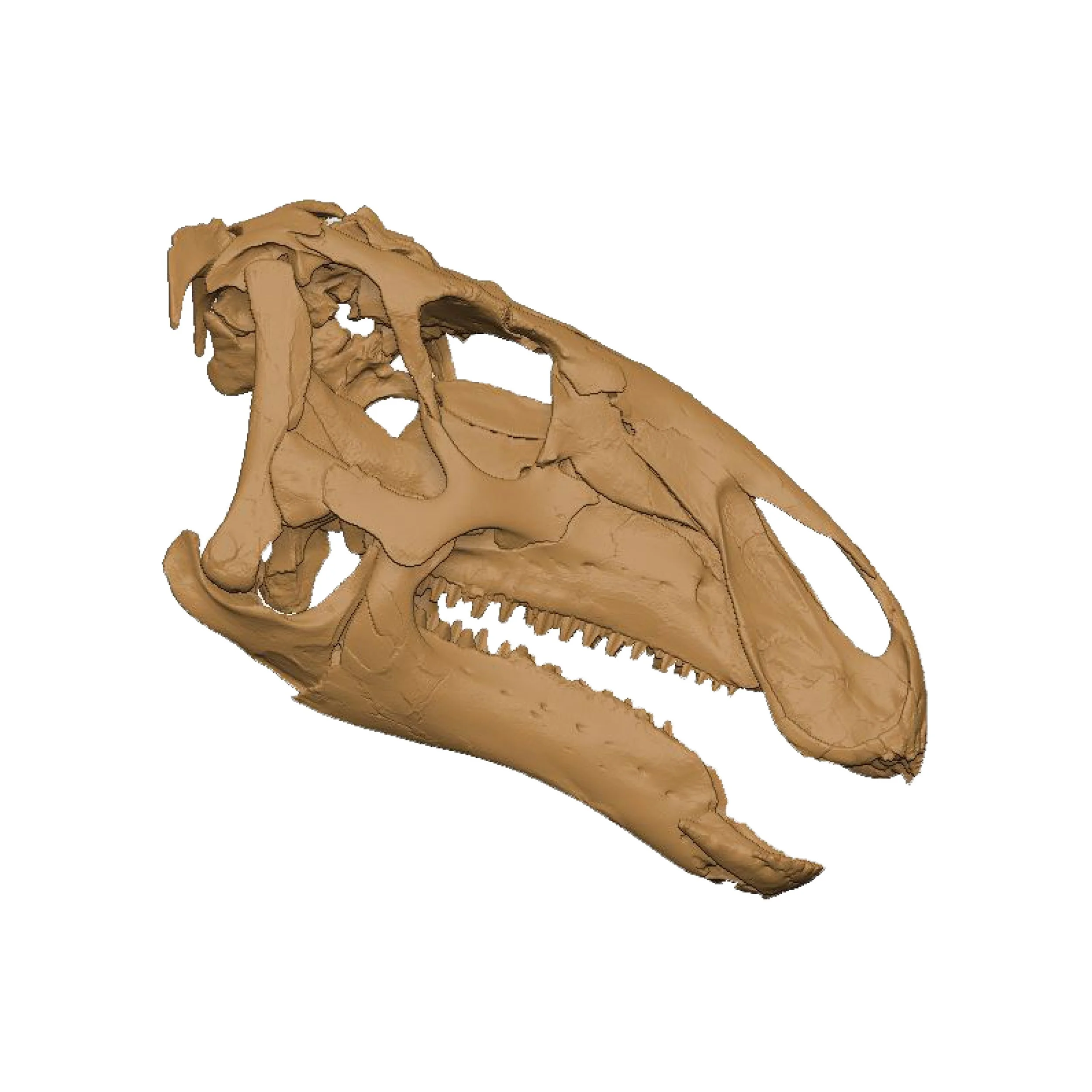 Eotrachodon orientalis