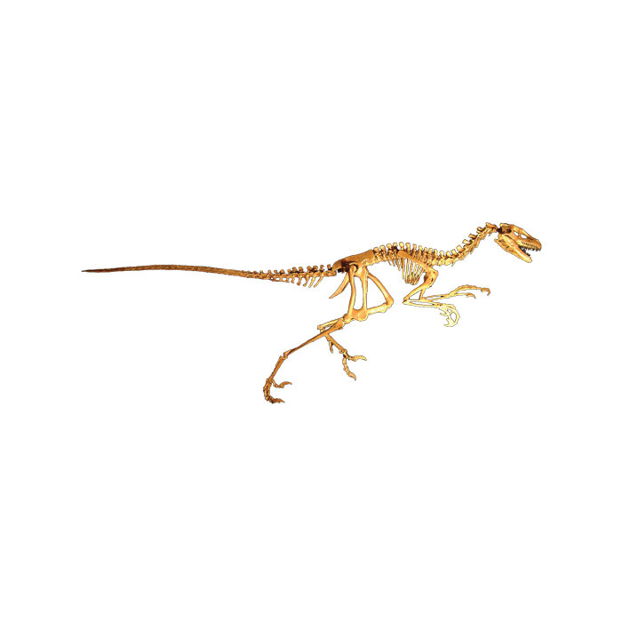Dromaeosaurus albertensis — Triebold Paleontology, Inc.