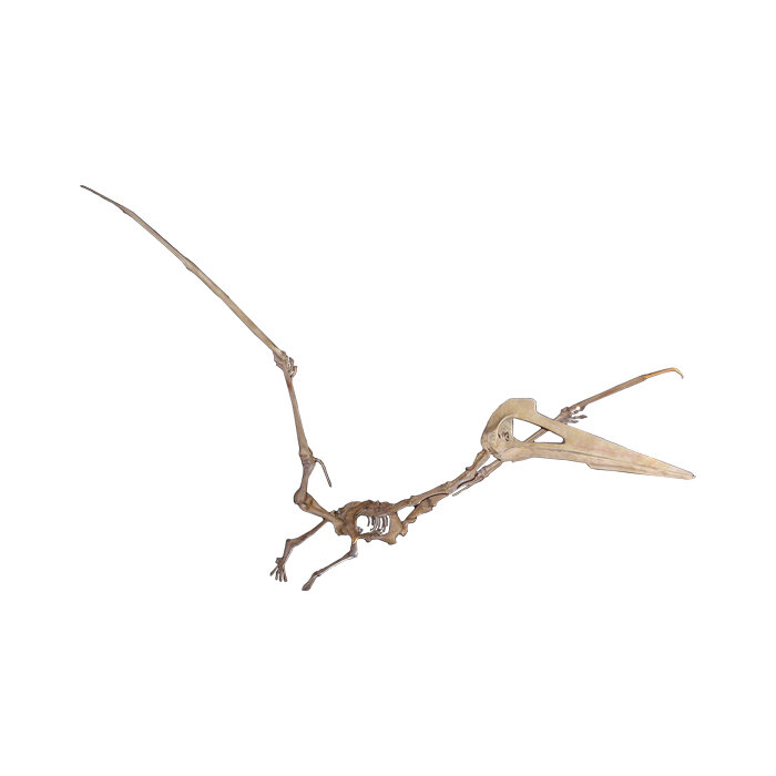Quetzalcoatlus northropi — Triebold Paleontology, Inc.
