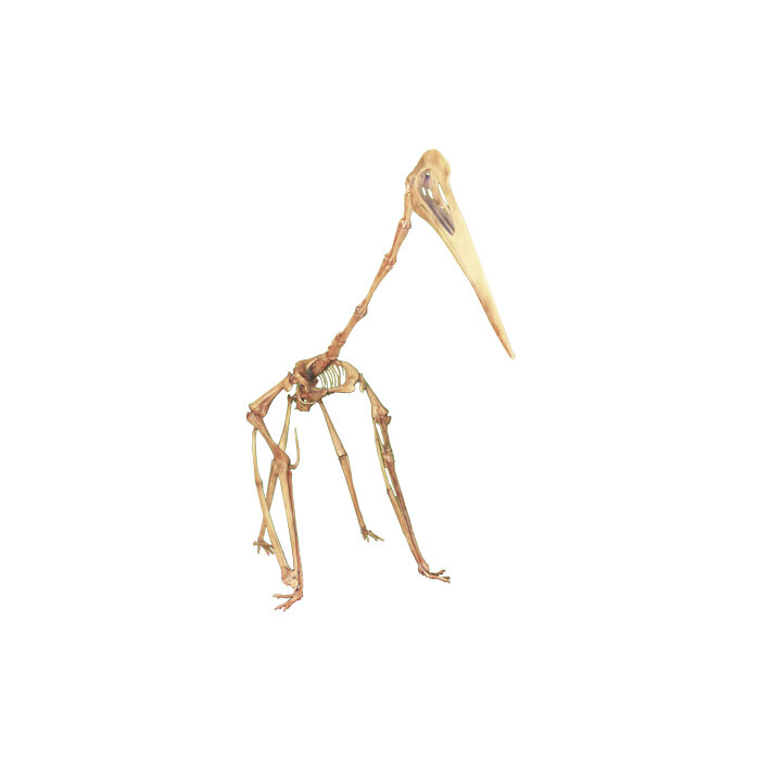 Quetzalcoatlus northropi — Triebold Paleontology, Inc.