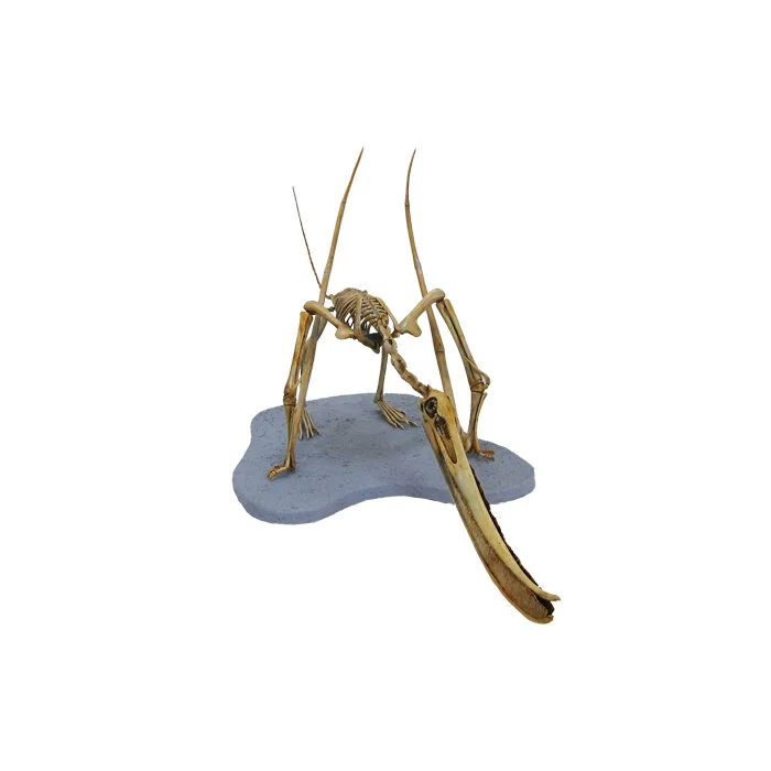 Pterodaustro edit.jpg