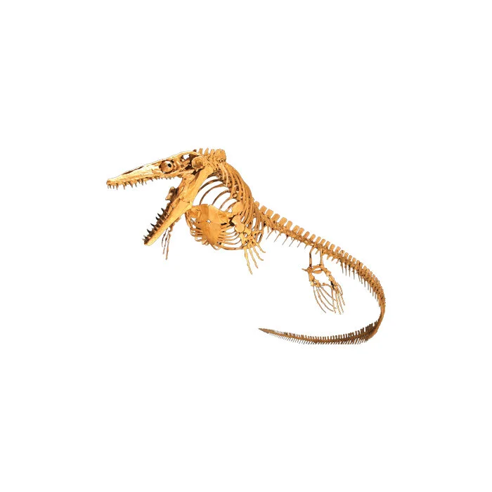 plesioplate edit.jpg