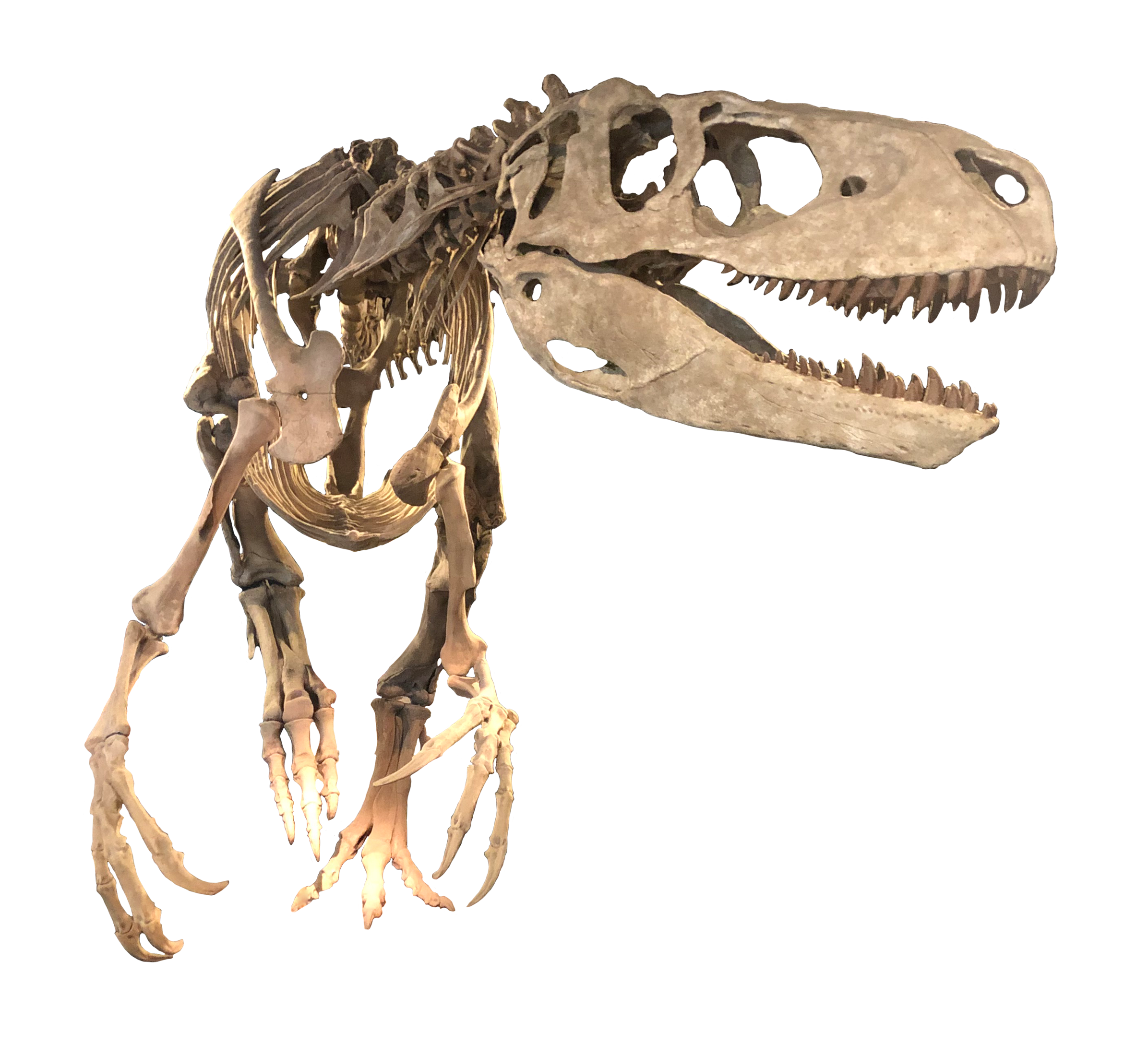 AppalachiosaurusSquarespace.png