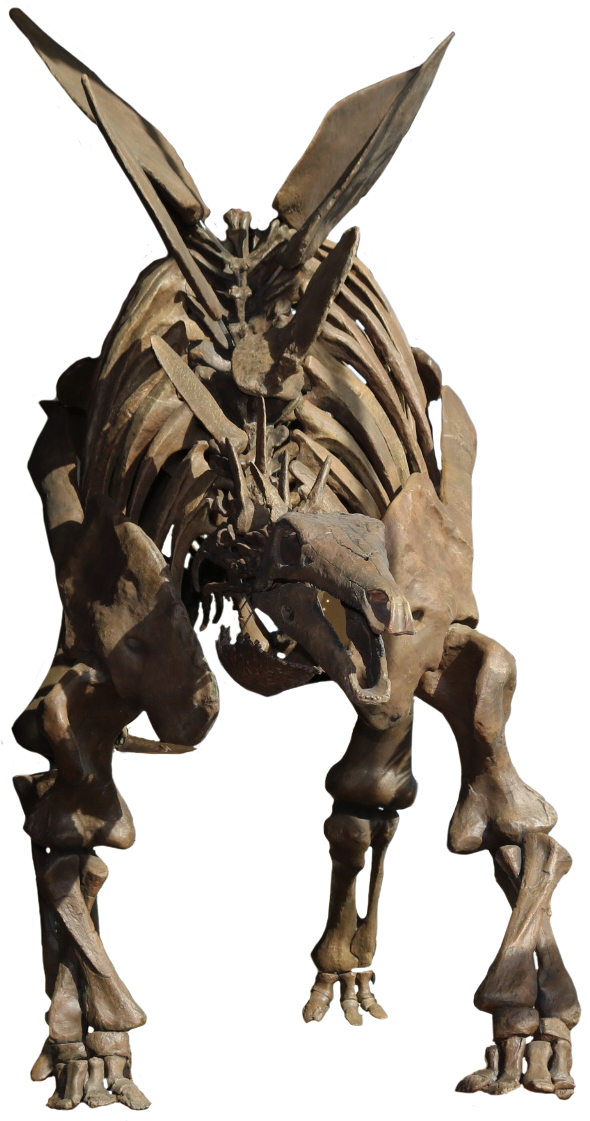 StegosaurusFront.png