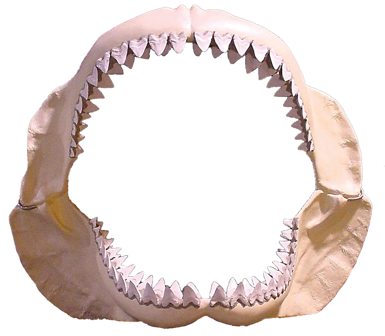 Carcharocles megalodon