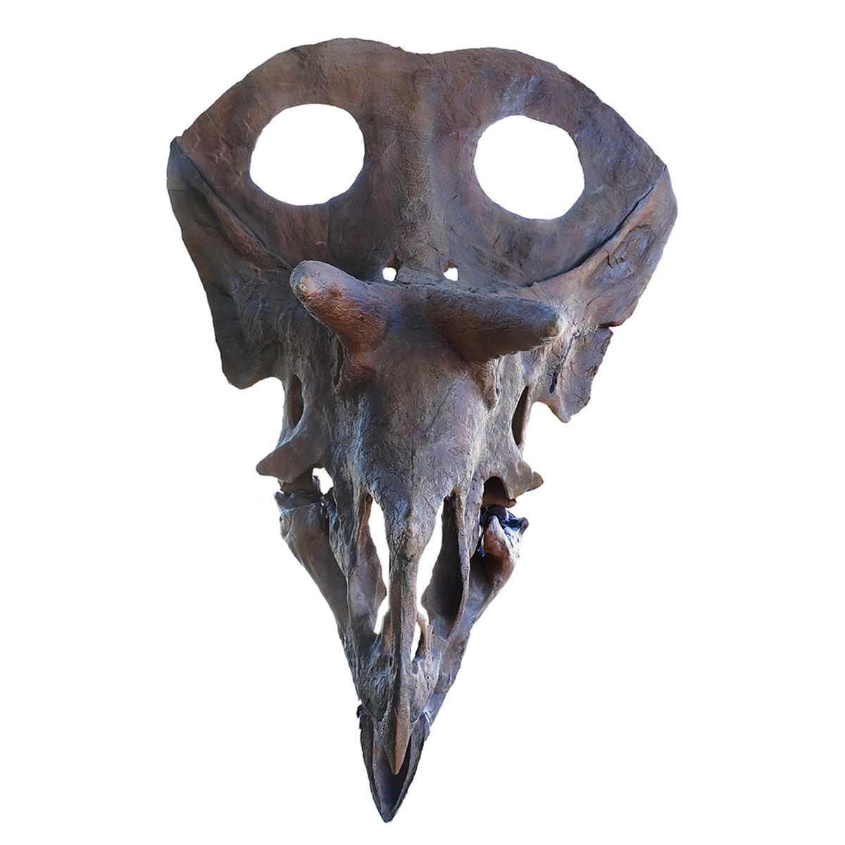 Torosaurus latus