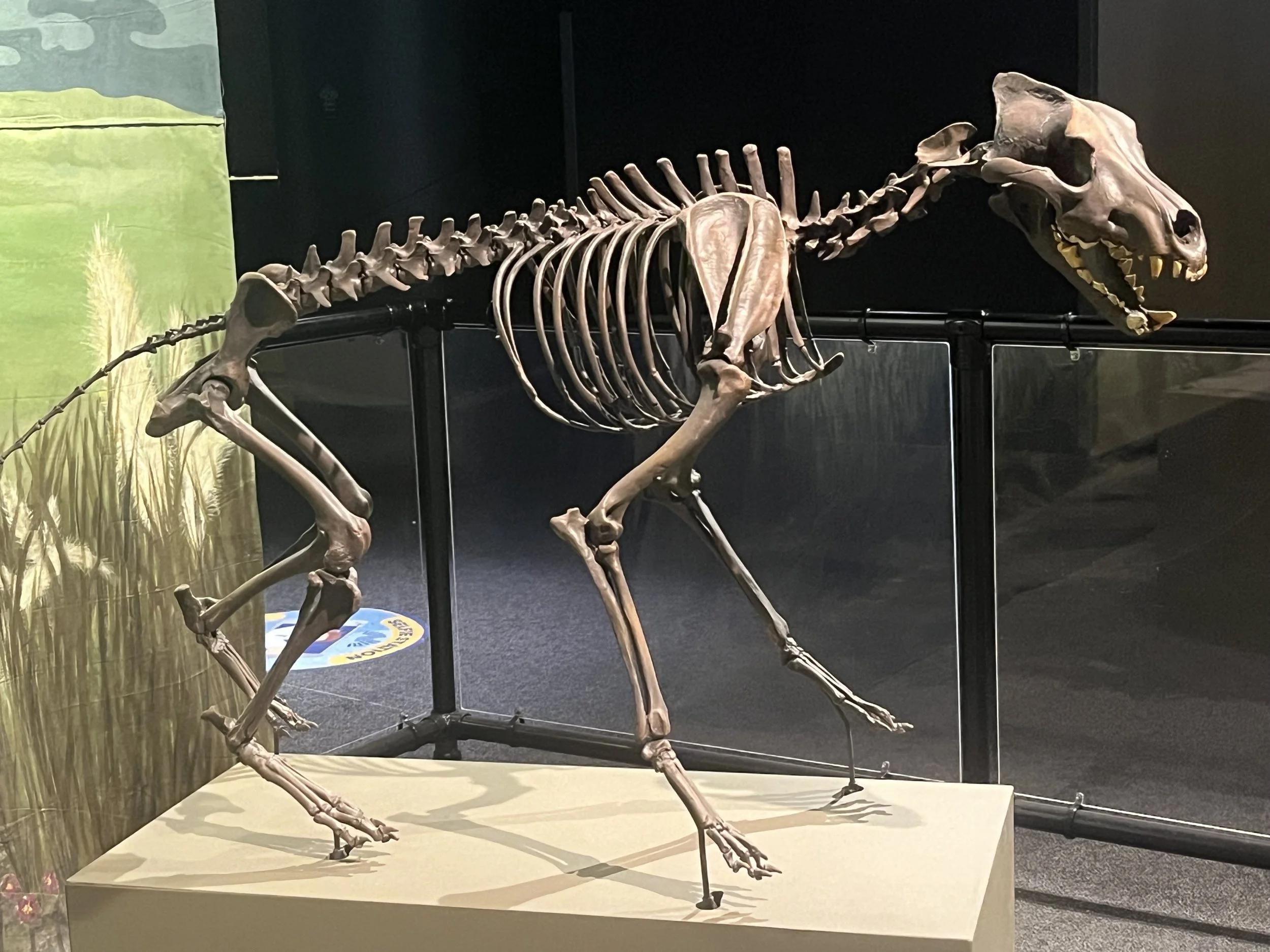 Direwolf full body in the wild.JPG