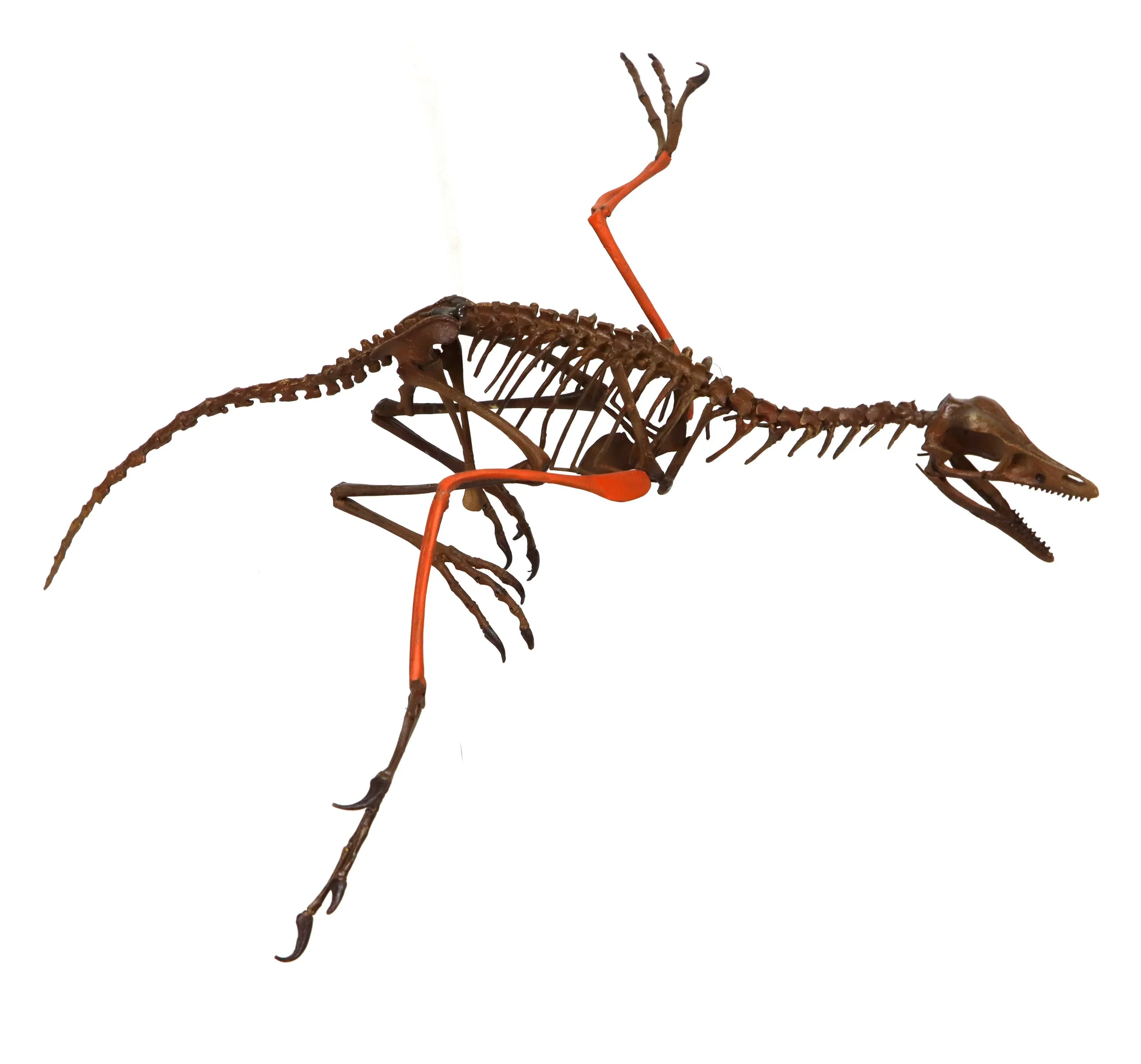 Archaeopteryx lithographica — Triebold Paleontology,