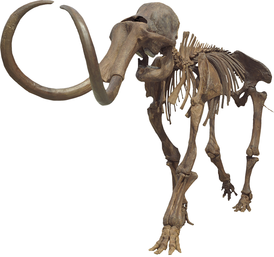 Colombian Mammoth