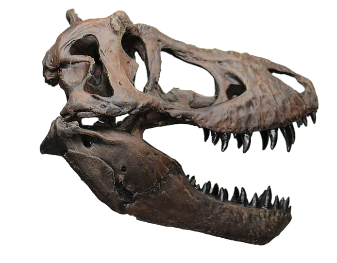 Tyrannosaurus rex a.k.a. Valerie