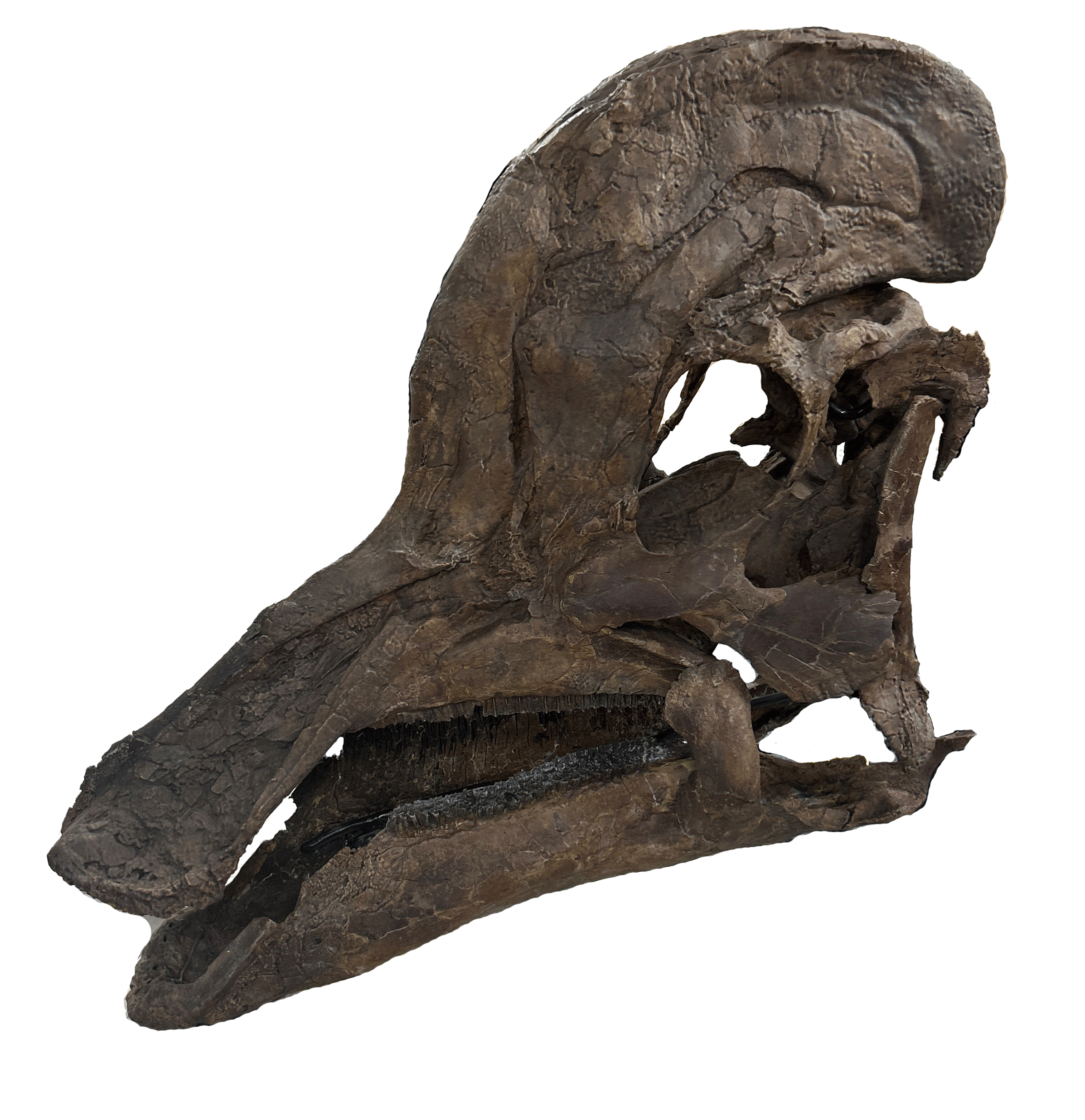 Corythosaurus (RMDRC #07-020) a.k.a. Joyce
