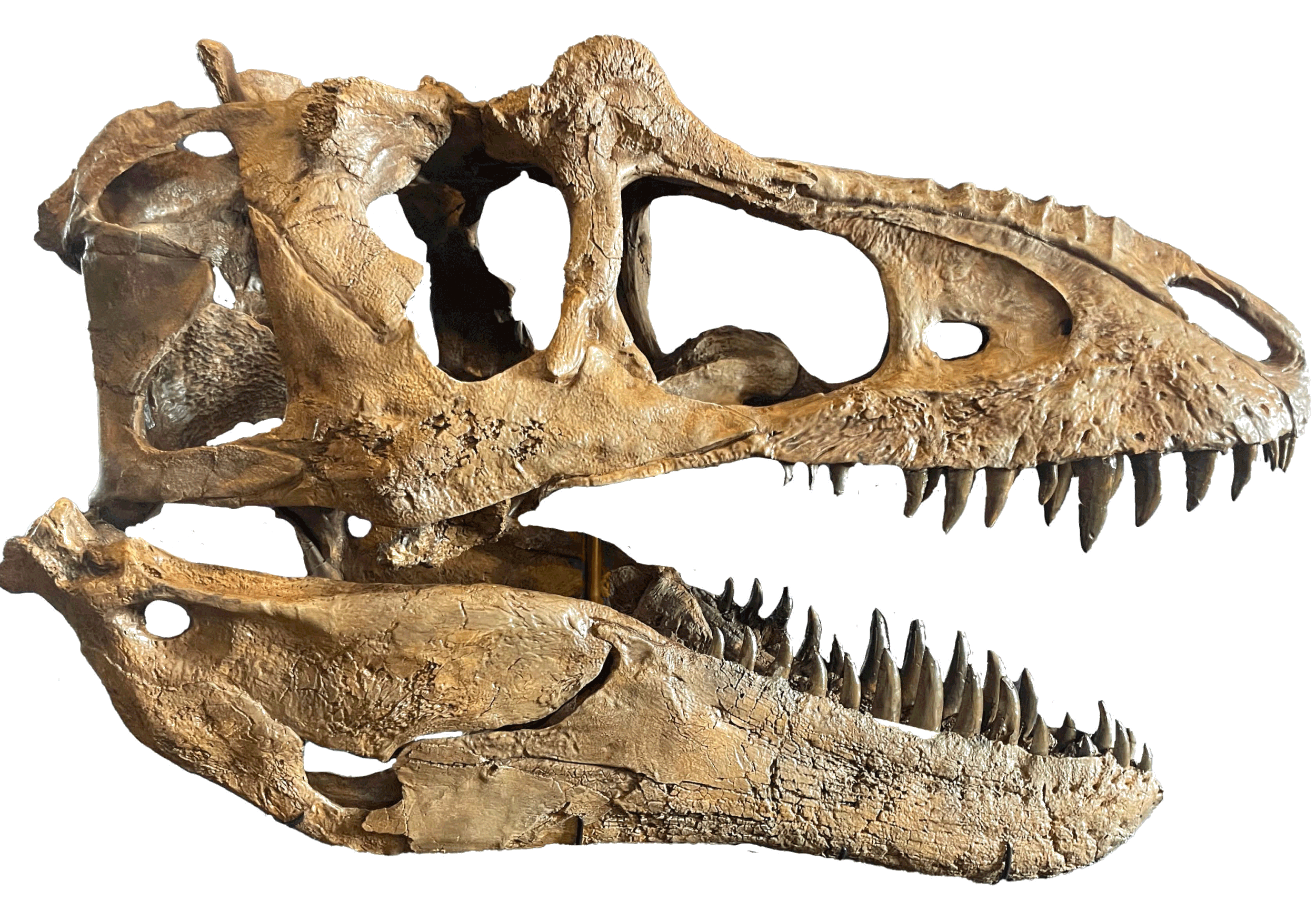 New Tyrannosaurid a.k.a. Sir William