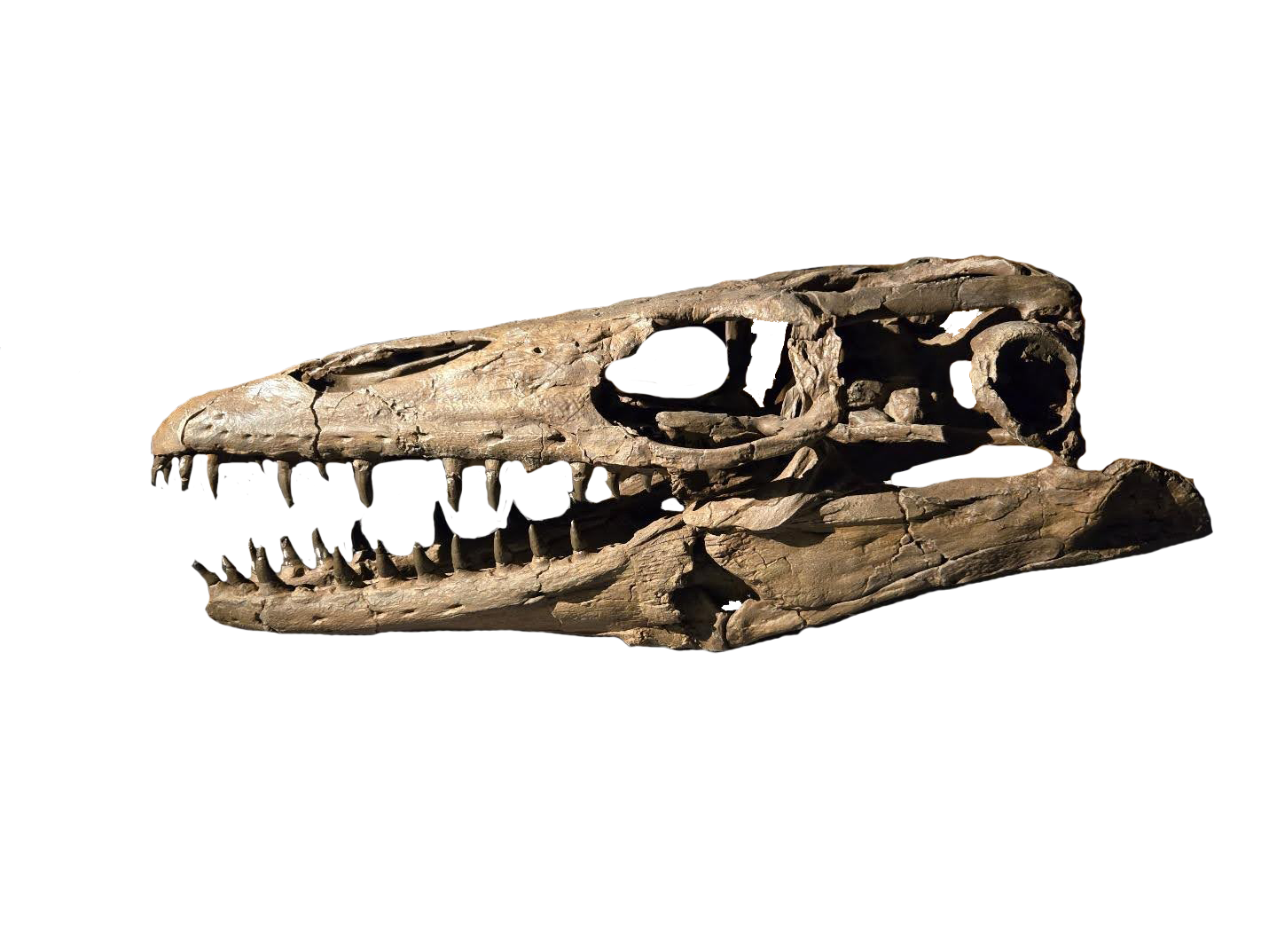 Plesioplatecarpus a.k.a. Winnie 