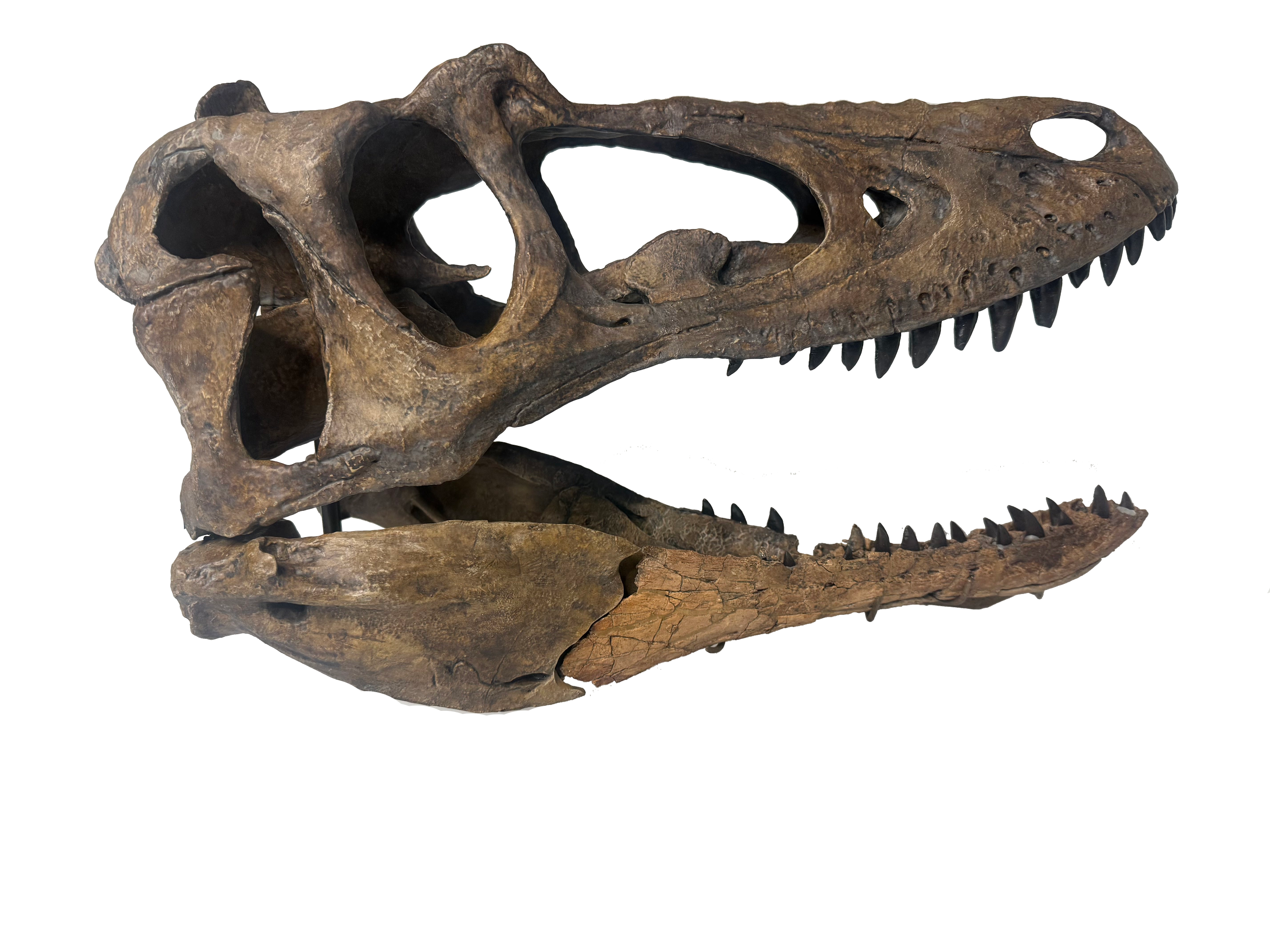 Nanotyrannus Jaws