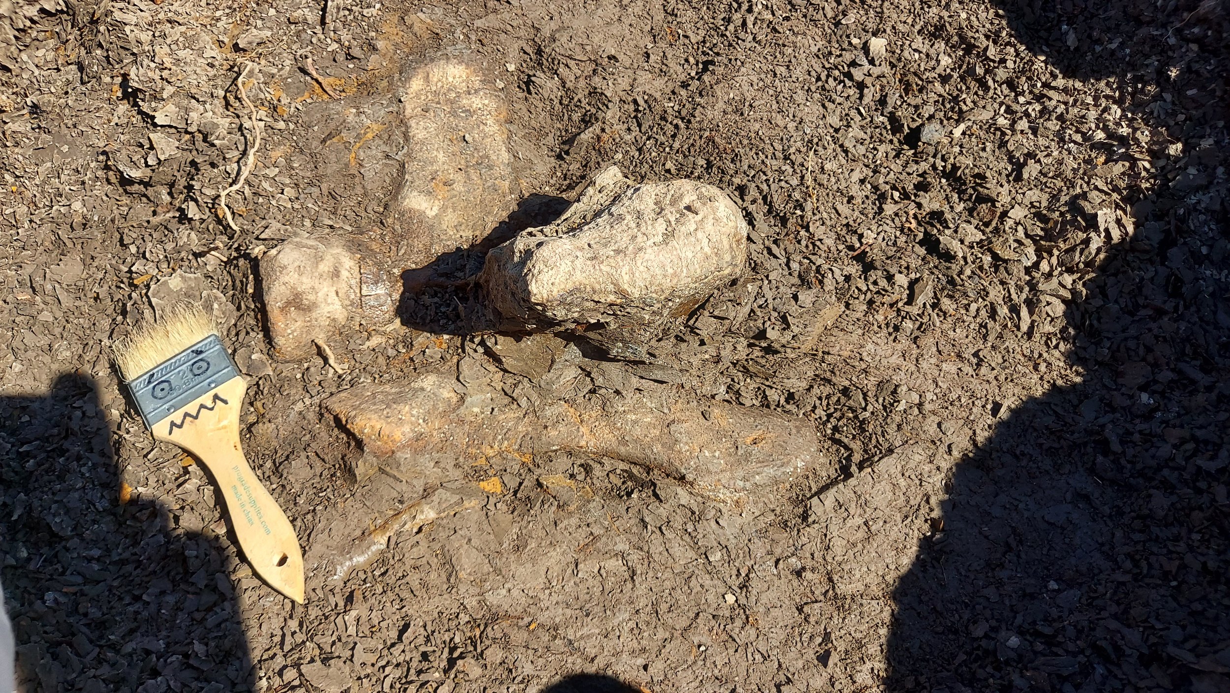 Searching for Fossils: A Practical How-To Guide