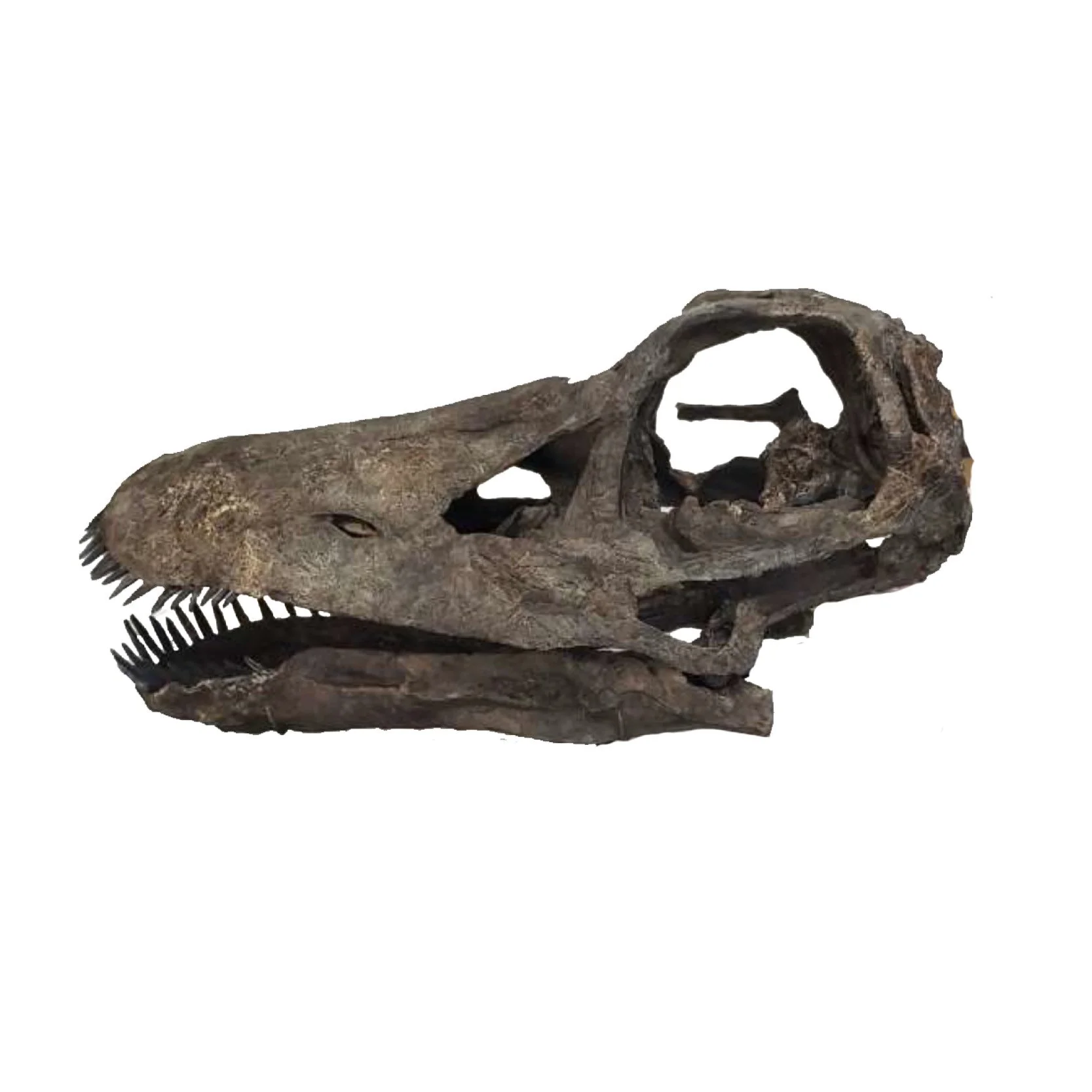 Apatosaurus or Galeomopus Juvenile