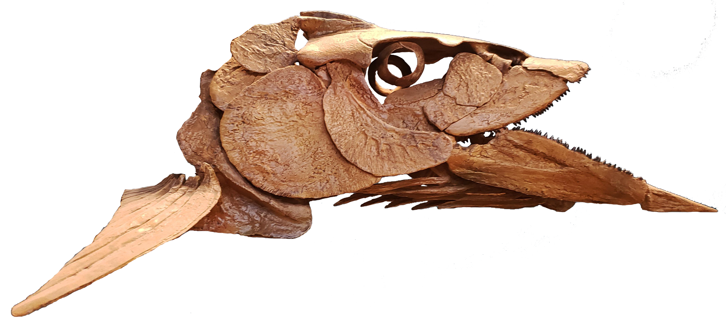 Saurodon profile.png