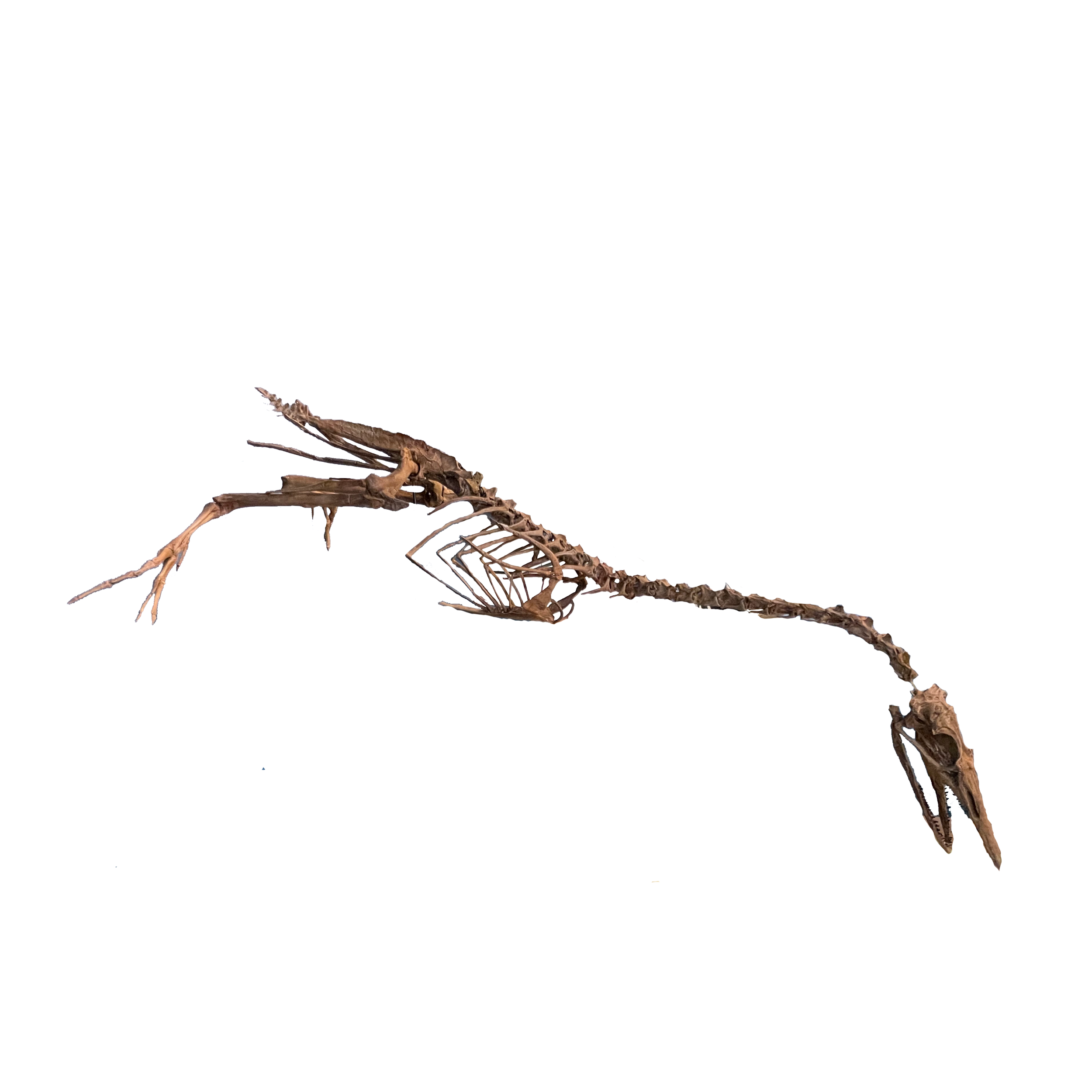 Parahesperornis alexi
