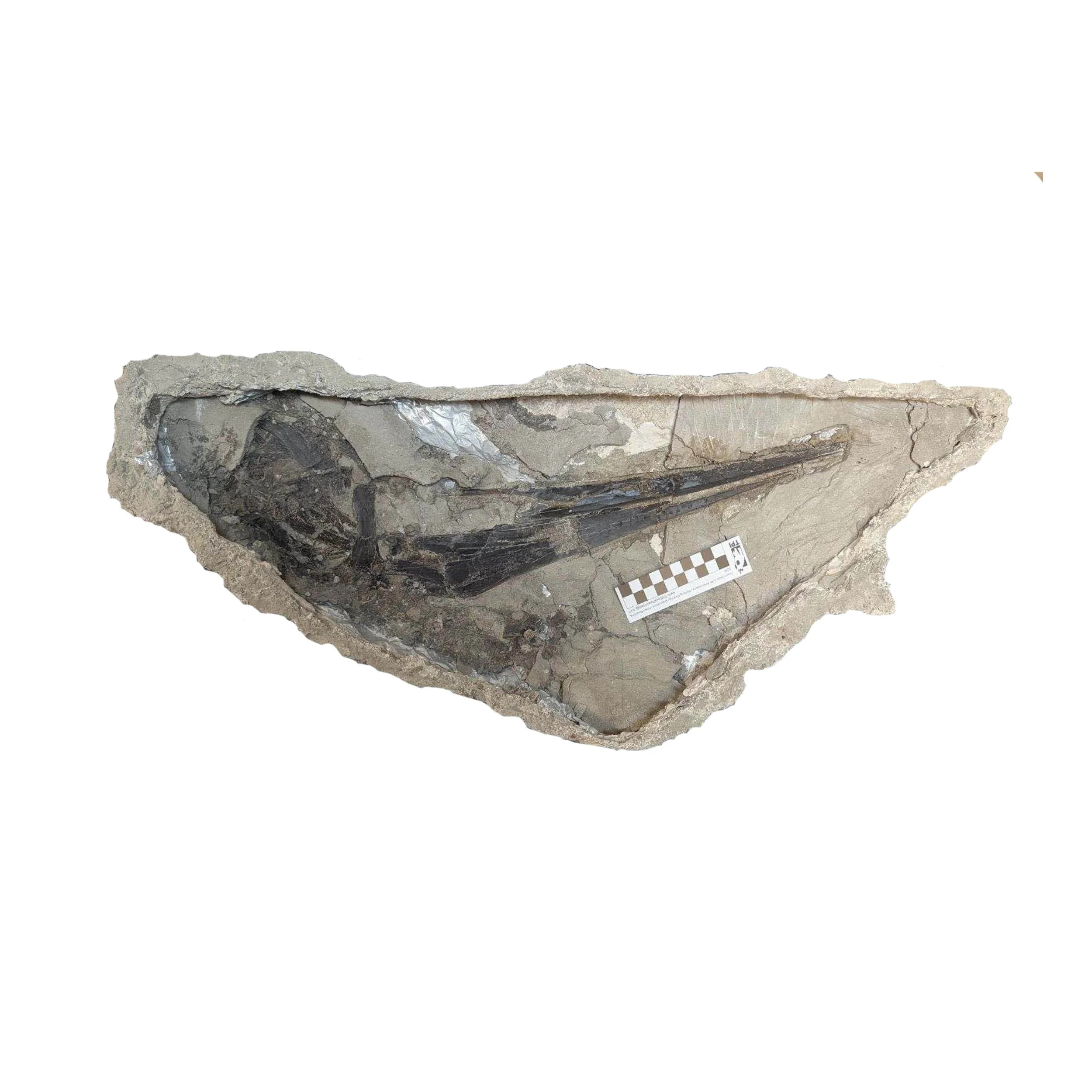 PteranodonJuveMale_ProductPhoto.jpg
