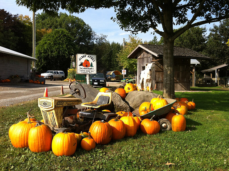 Aldor-Acres-pumpkin-display-IMG_0586.jpg