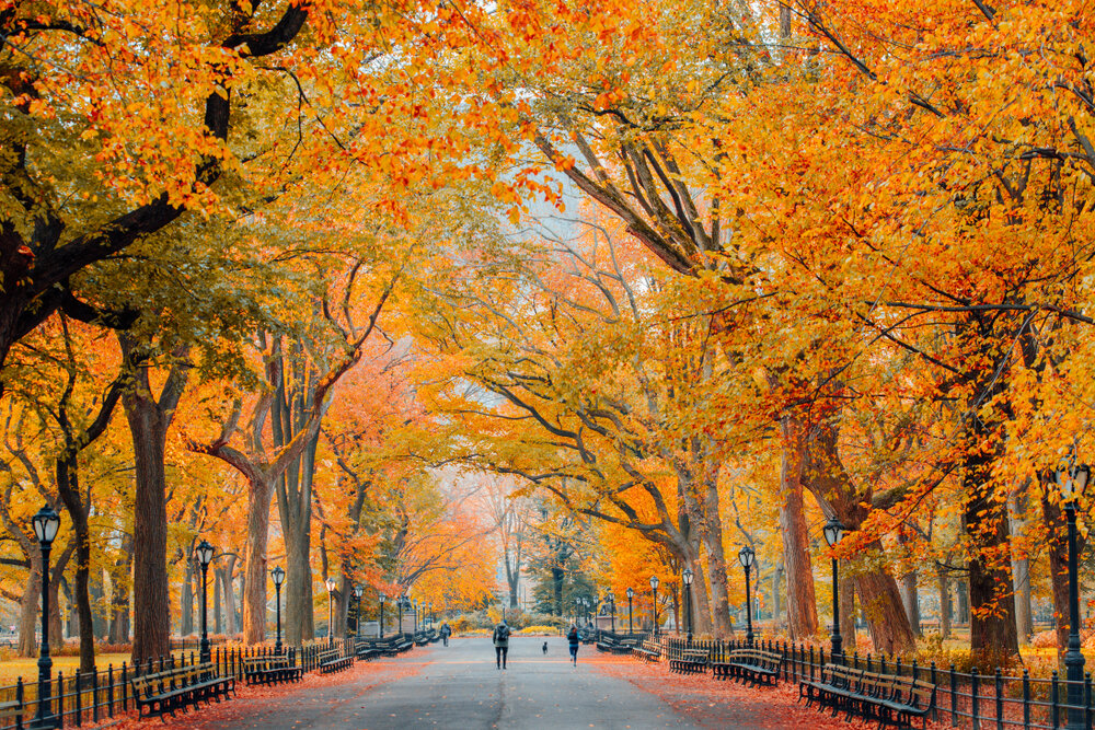 fall-foliage-central-park.jpg