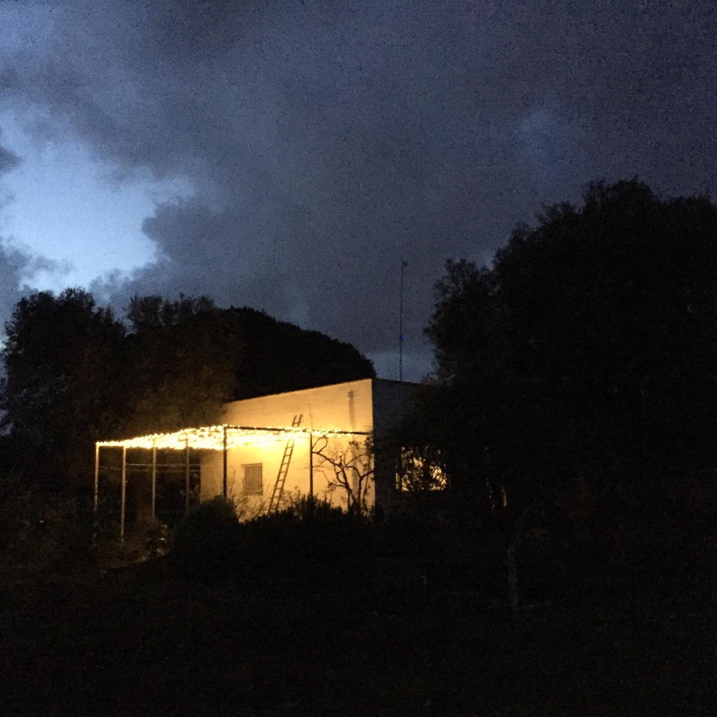 Christmas lights: The more, the merrier. I bought, by mistake, 70m length. So it took a  few hours to tie them to the vine pergola. They might stay there for the next few Christmases, and the summers in between. Easier than having to take them down. 