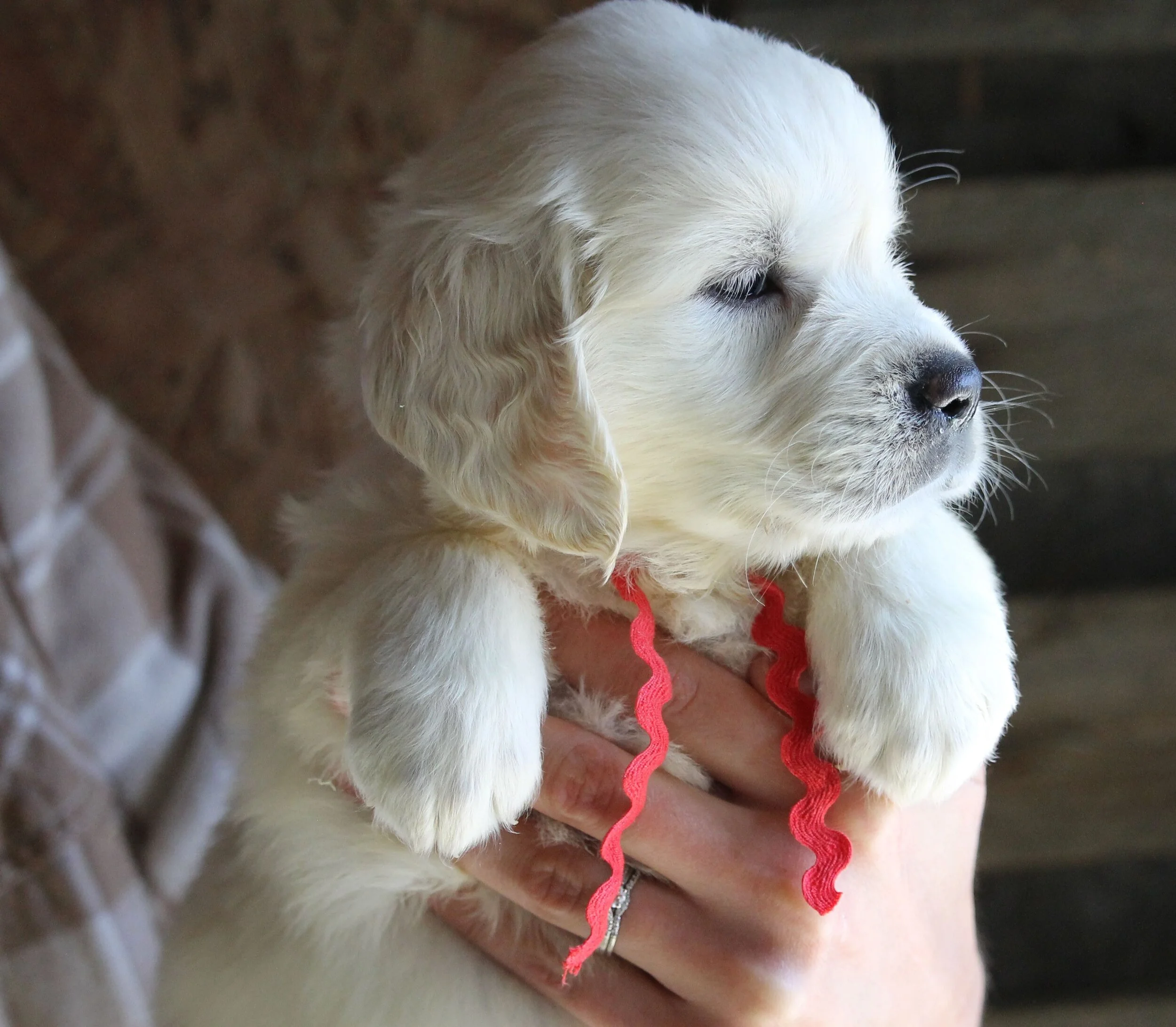 Fern:Finn Mr Red.JPG