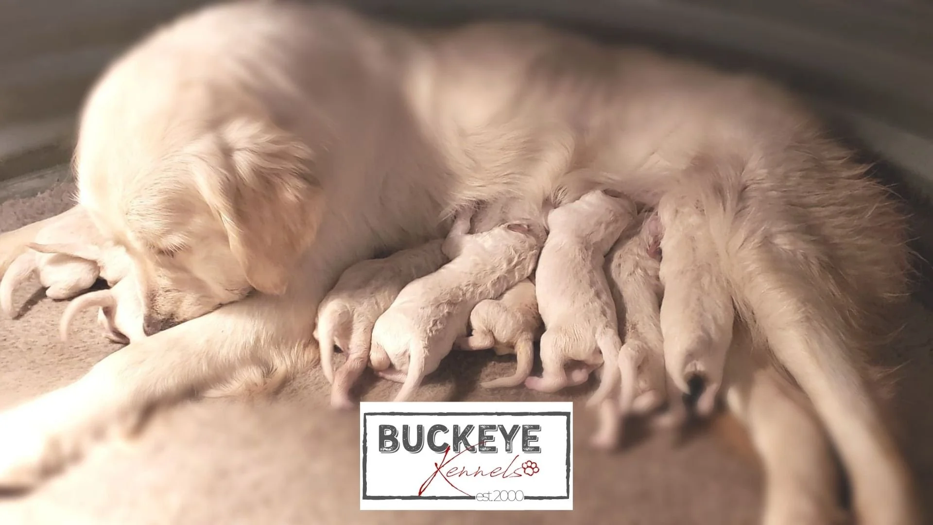 Litters — BUCKEYE KENNELS