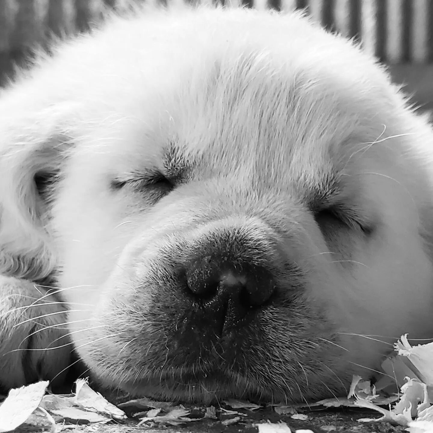 This little lady is dreaming of a new family.  Could it be you?

Fern's litter of Goldadors will be getting vet checked on Monday and ready for families soon!

BFF'S made right here.

#mybuckeyekennels #mybuckeyebaby #goldadorpuppy #puppiesofinstagra