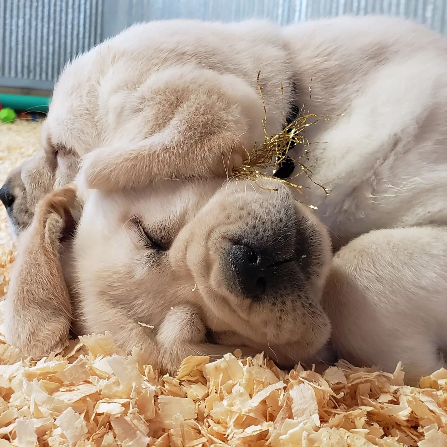 You can't make this kind of cuteness up...oh, wait...we did!!!

Look at these little puddles!!!!
#mybuckeyekennels #mybuckeyebaby #goldadorpuppy #puppiesofinstagram