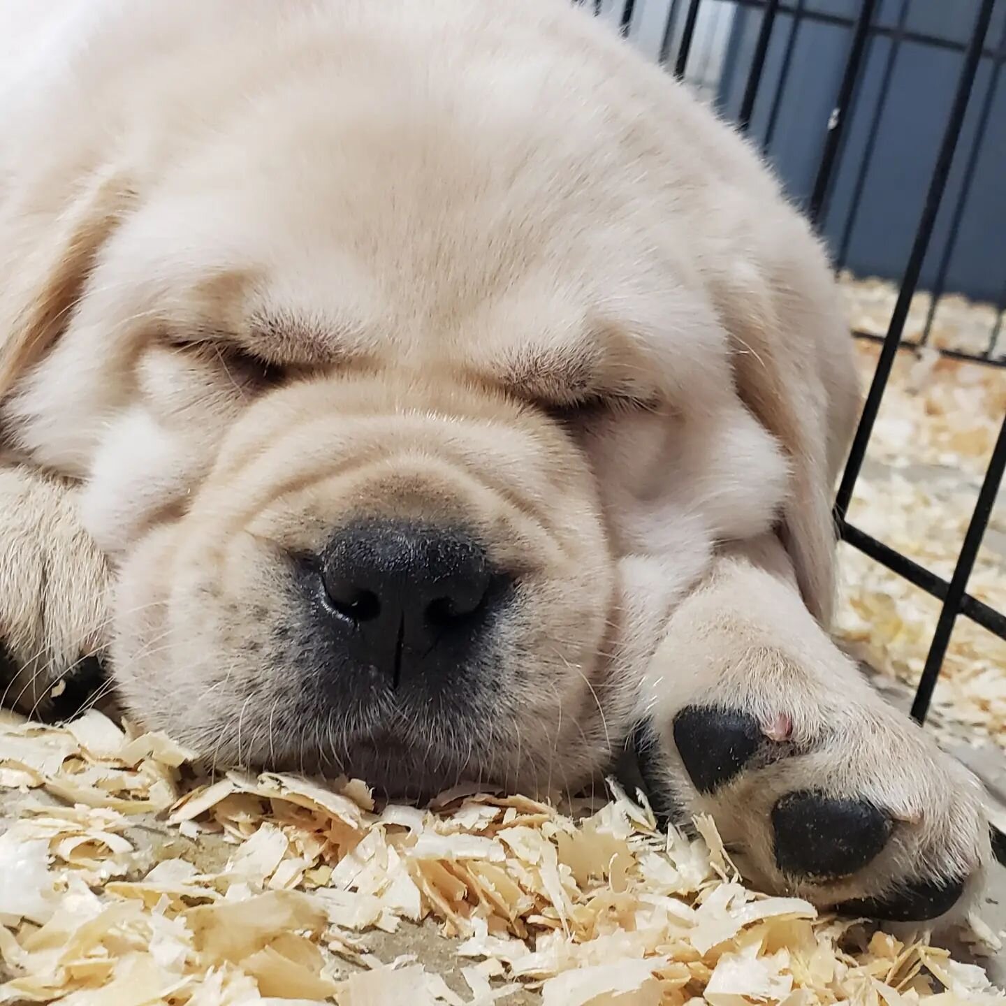 Sleepy heads...

#mybuckeyekennels #mybuckeyebaby #goldadorpuppy #goldadorable #goldadorpuppies