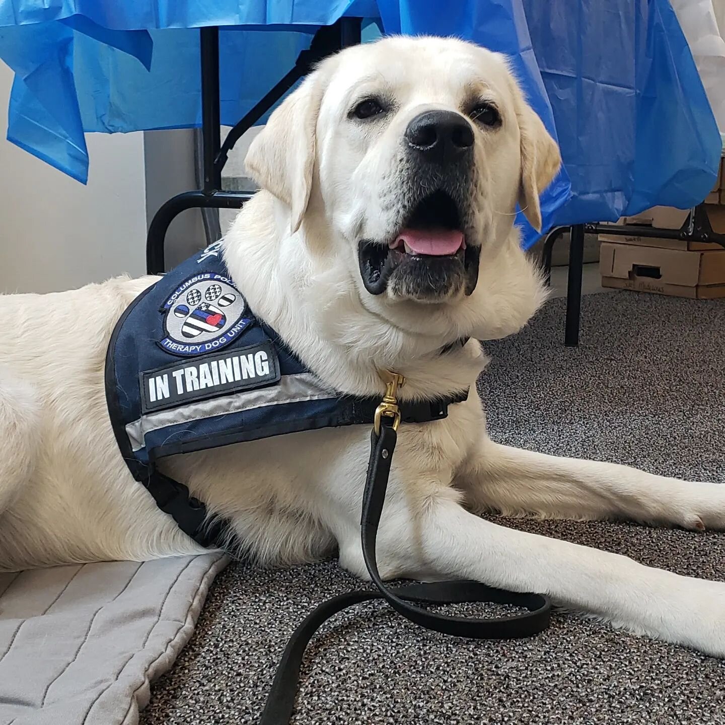 Yesterday we had the pleasure of celebrating a special birthday with the Columbus Police Department Therapy Dog Unit. MAVERICK turned ONE and got his official police badge!! 

Today we honored Maverick, but we also honor every officer who puts their 