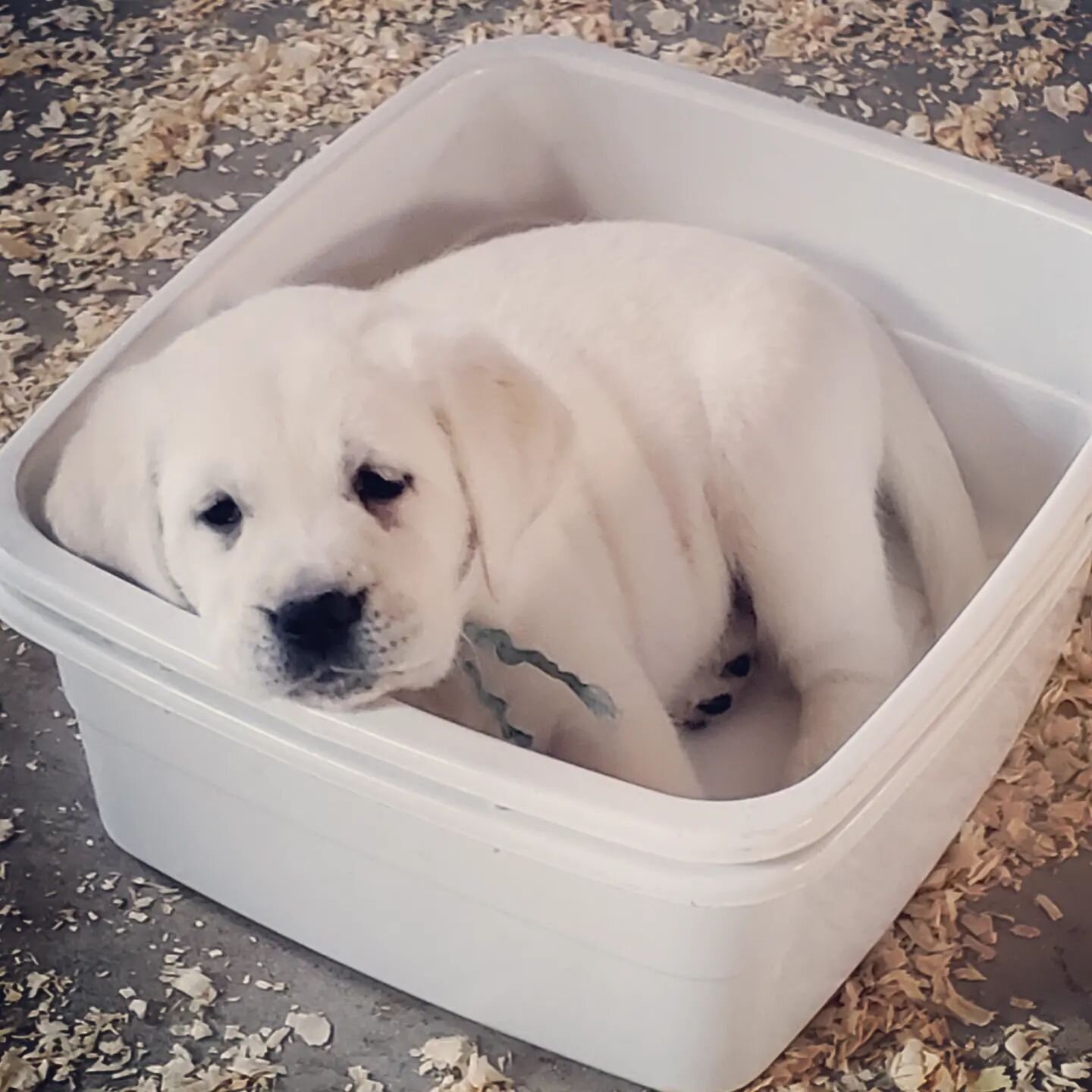 Miss Teal would rather climb inside your Easter basket. Hop on your message button and fetch mom for details about this goldadorable. 

#mybuckeyekennels #mybuckeyebaby #goldadorpuppy