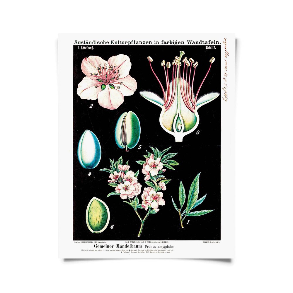 Vintage Botanical Almond Blossom 8x10 Print Shop Electric