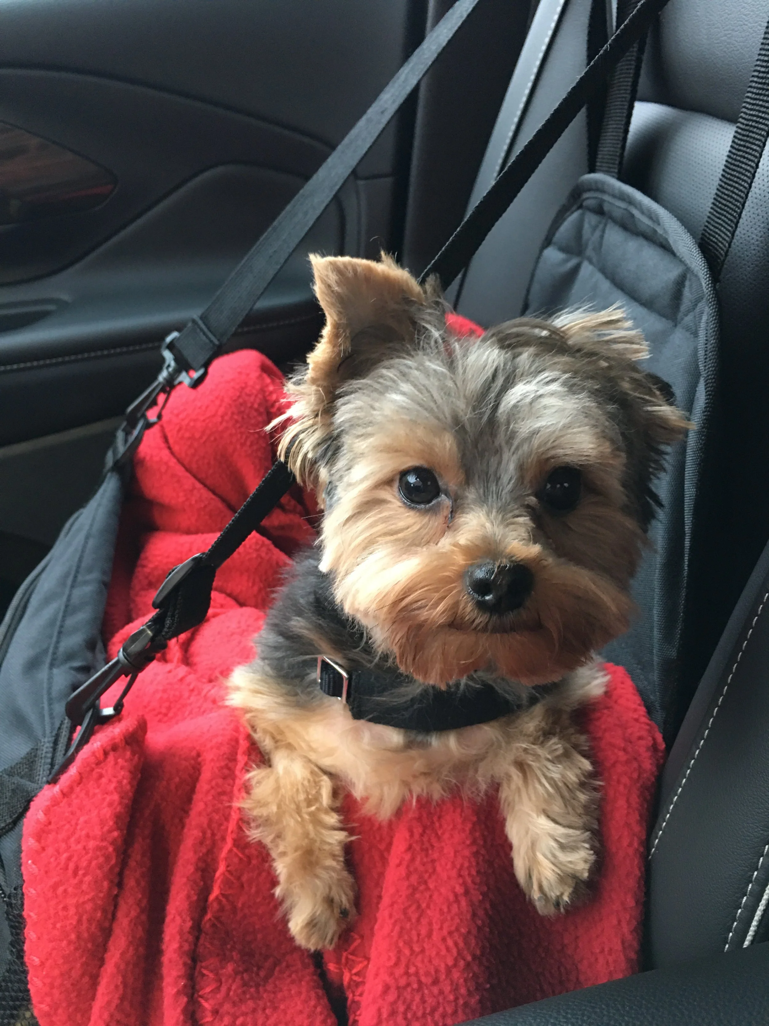 Cars, Buses, and Planes