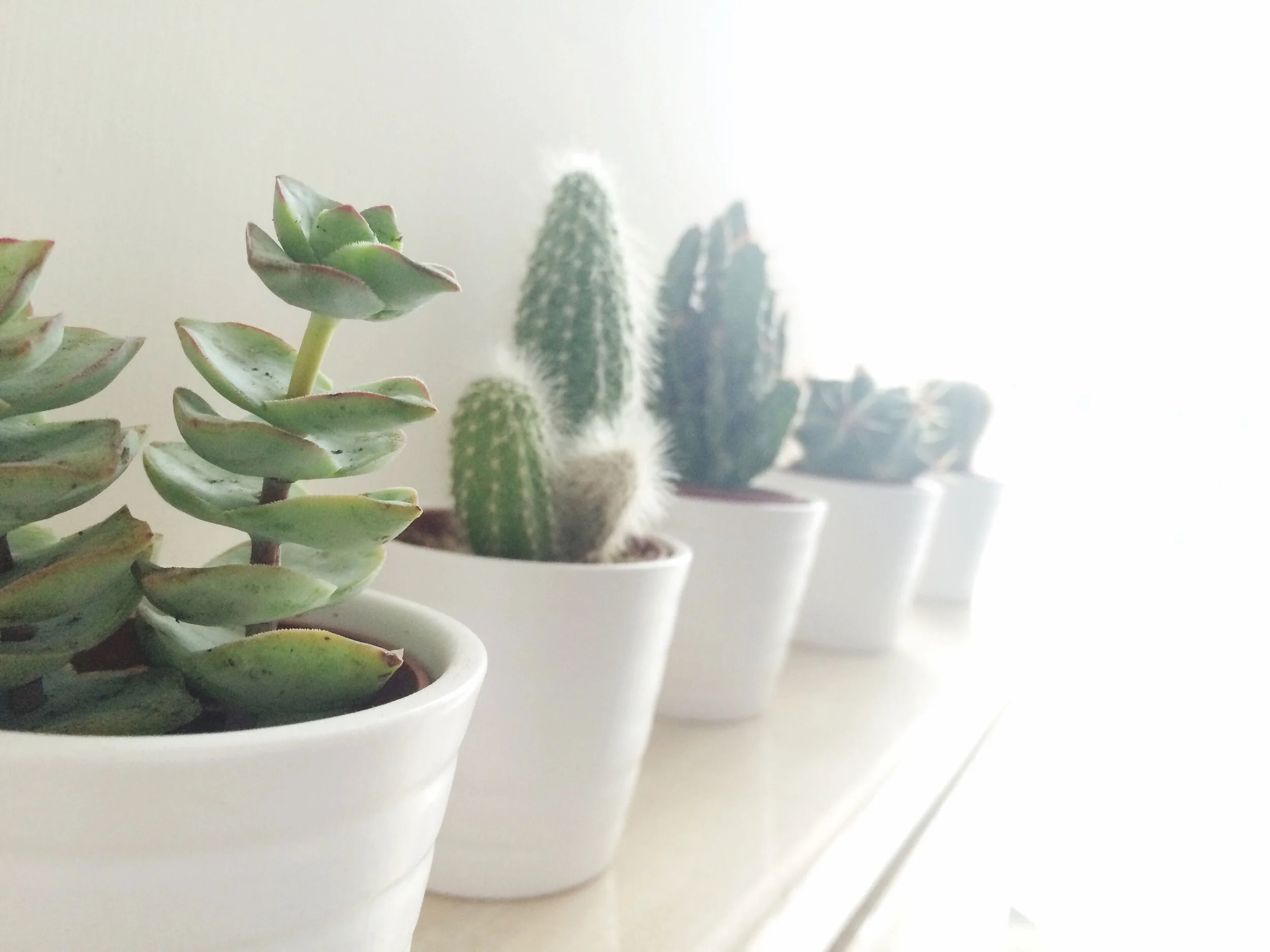 indoor-succulent-pots-0617.jpg