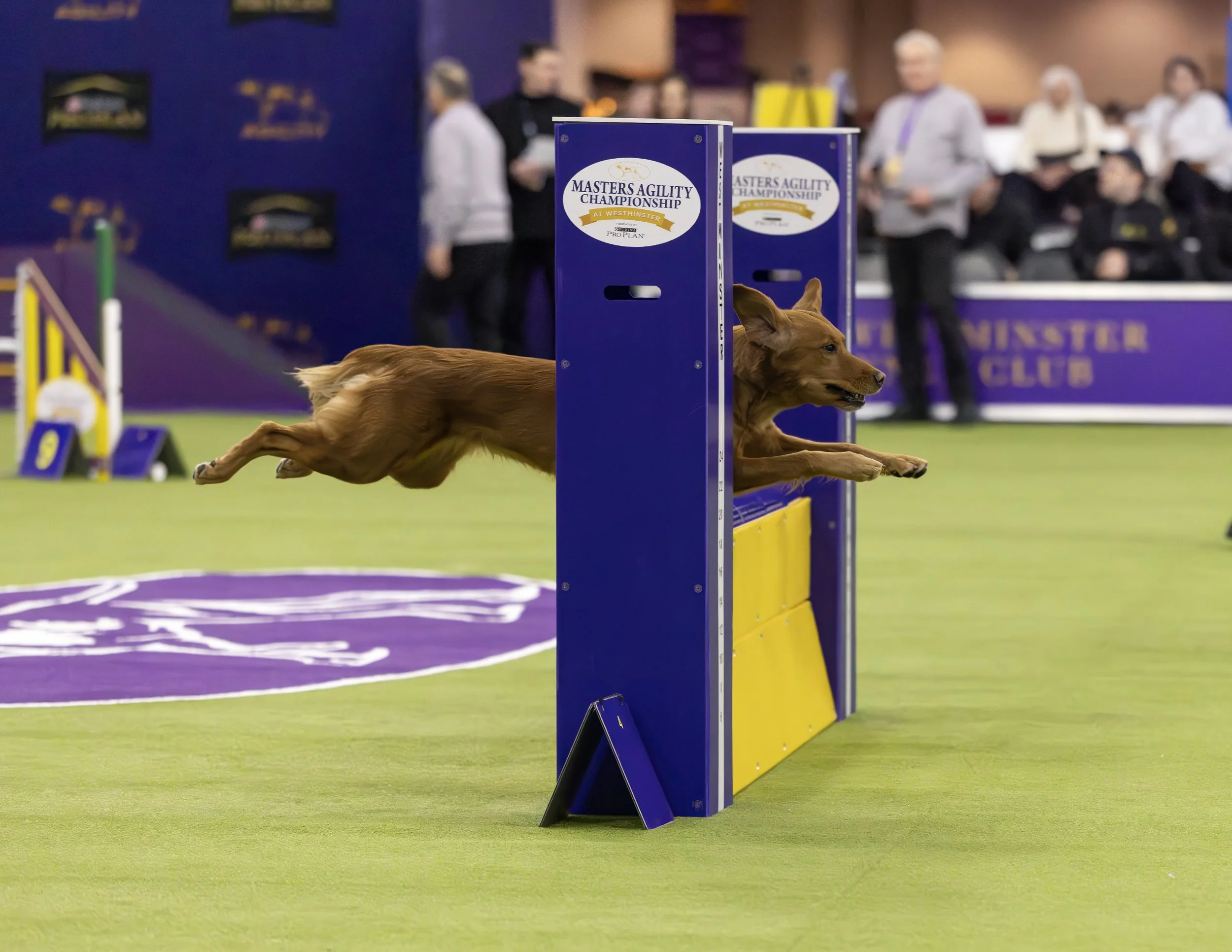 Kiwi WKC Finals 2026.jpg