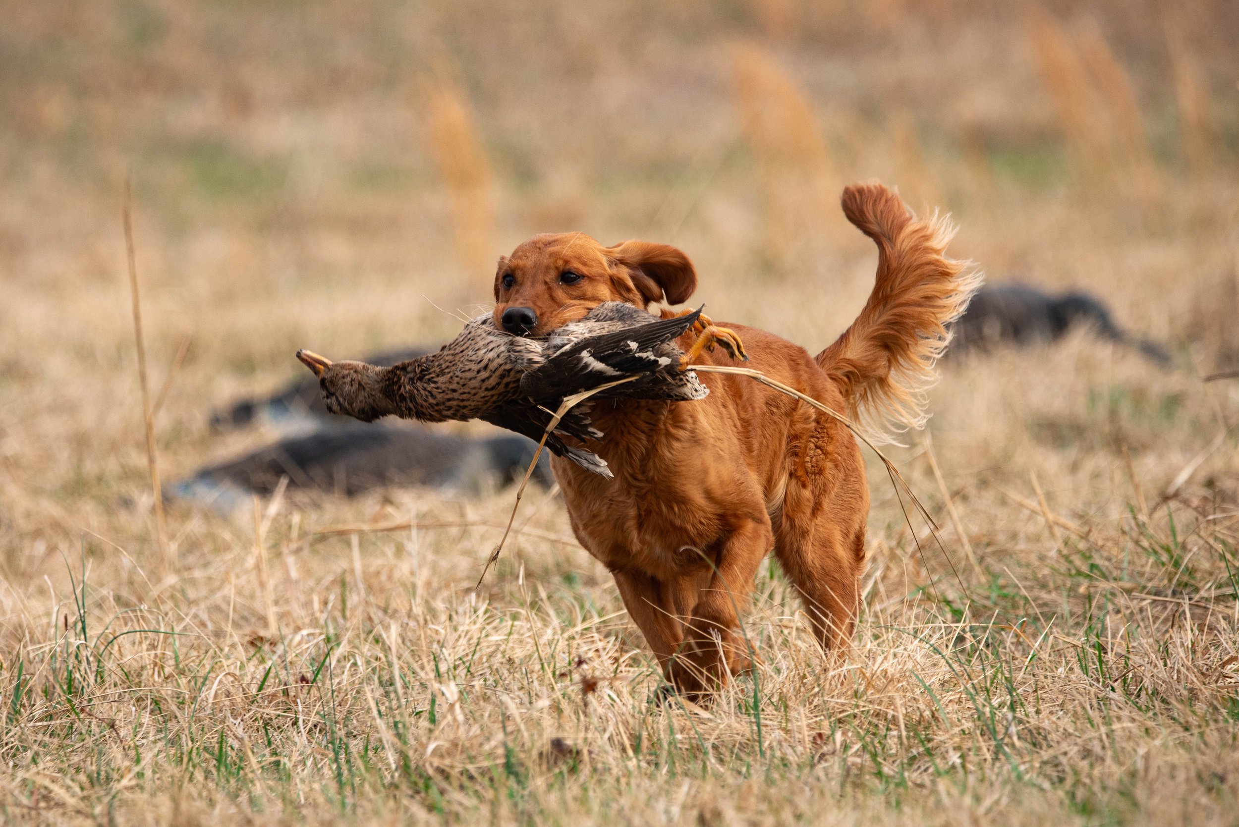 DSC_3437-1.jpg