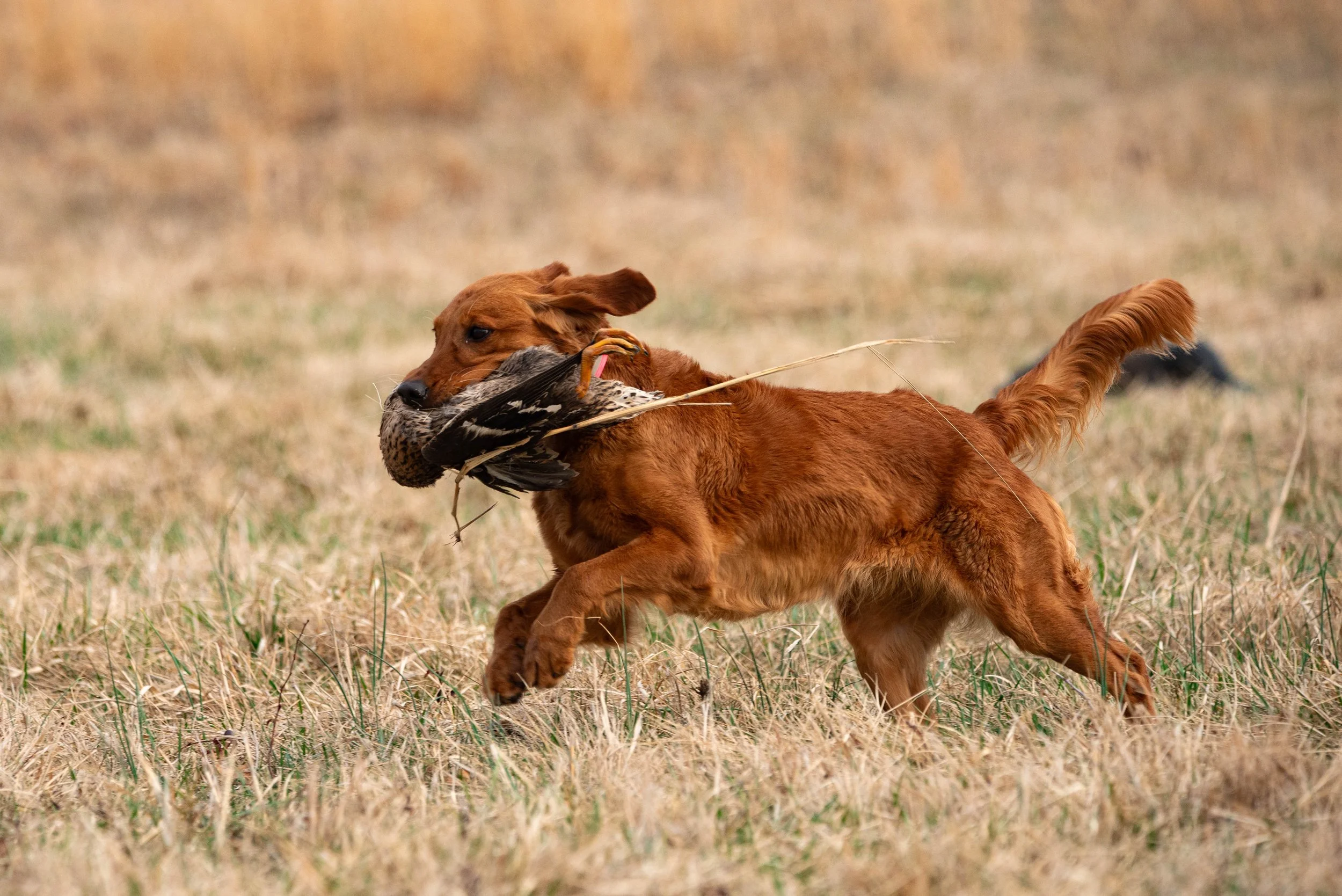 DSC_3439-1.jpg
