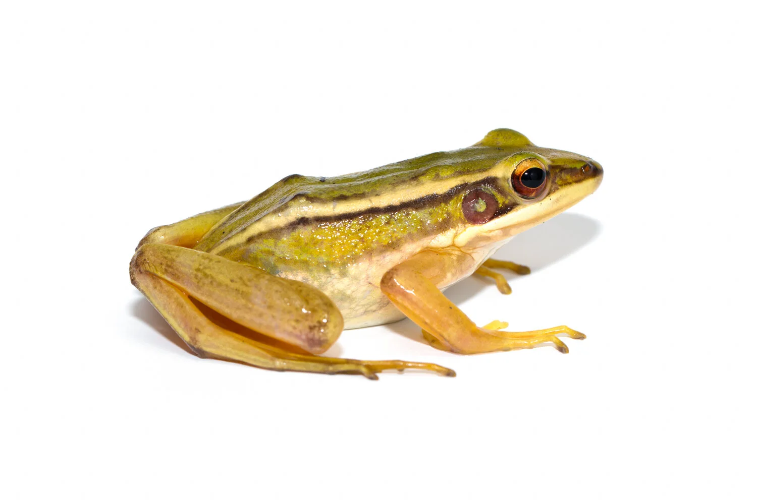 Biodiversity In Rice_ Paddy Frog F_01.jpg