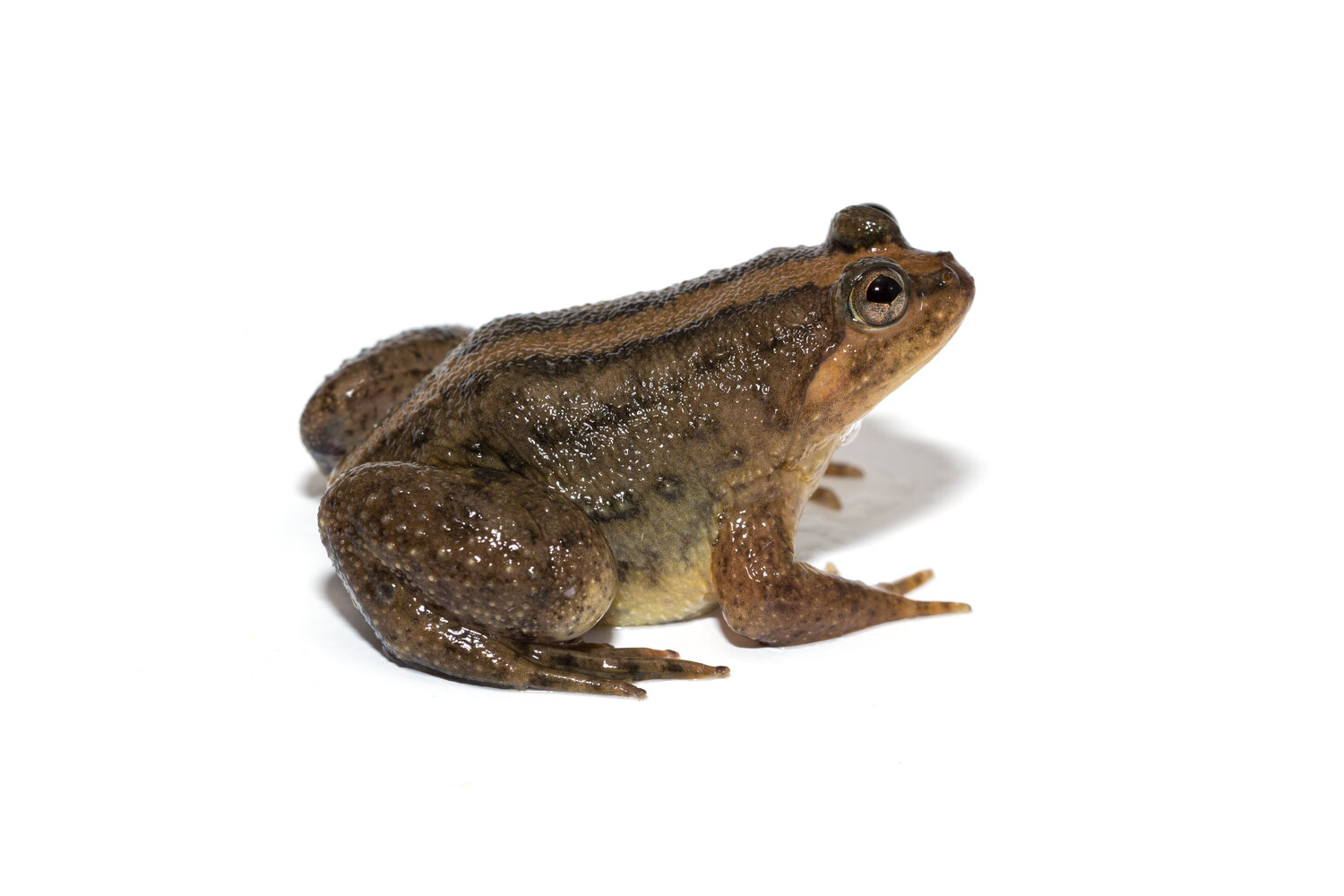 Biodiversity In Rice_ Puddle Frog_01.jpg