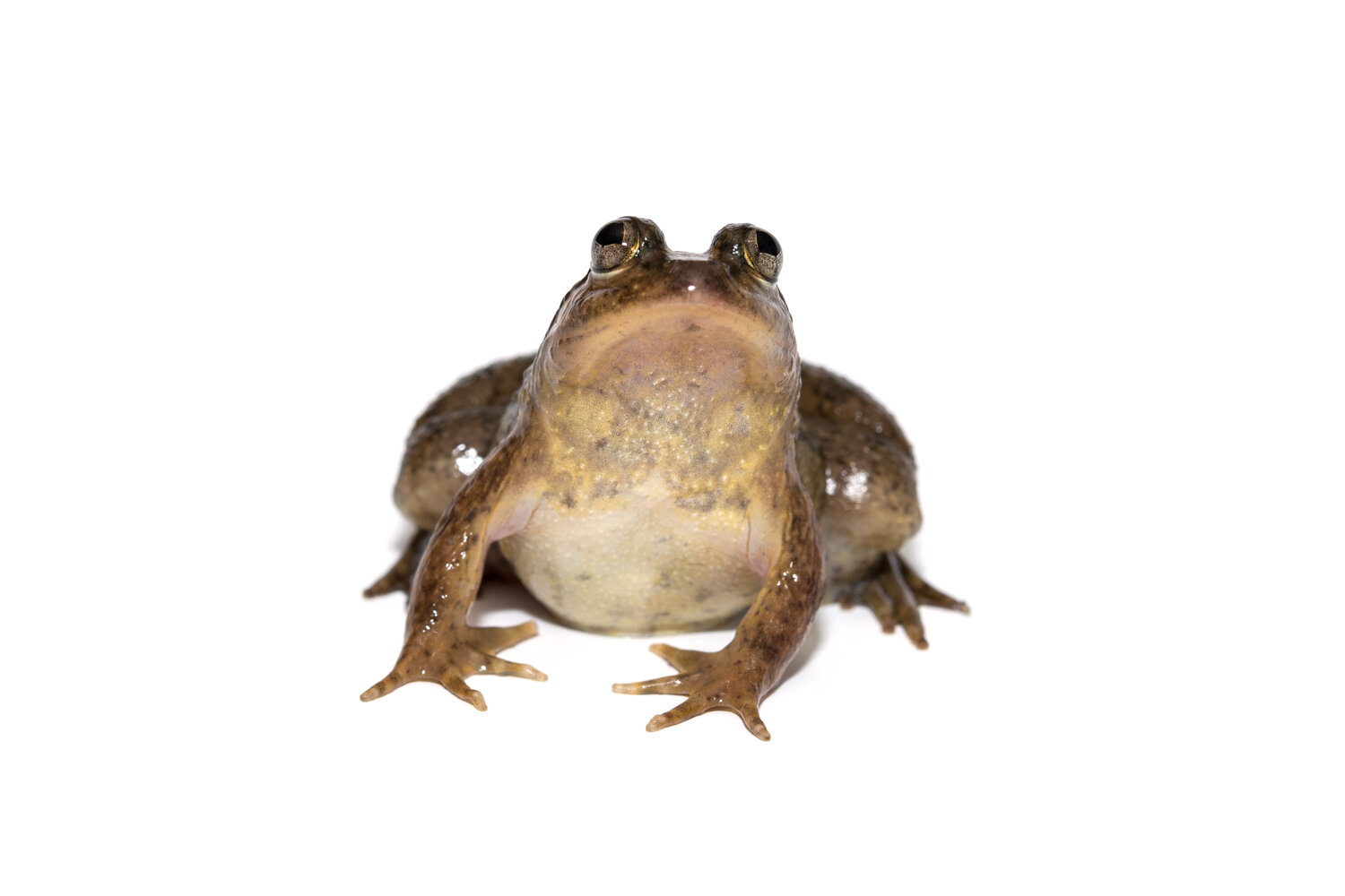 Biodiversity In Rice_ Puddle Frog_05.jpg