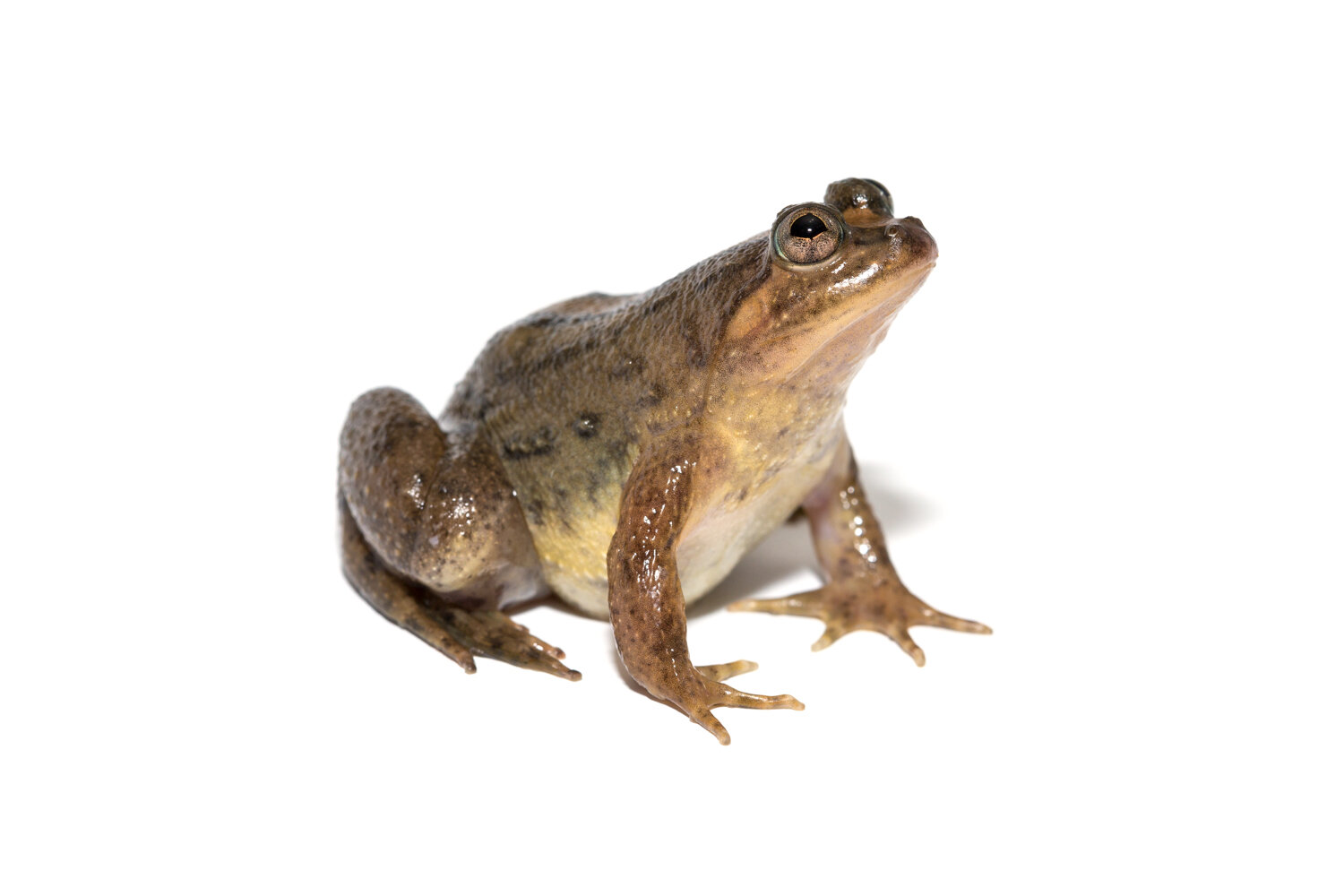 Biodiversity In Rice_ Puddle Frog_06.jpg