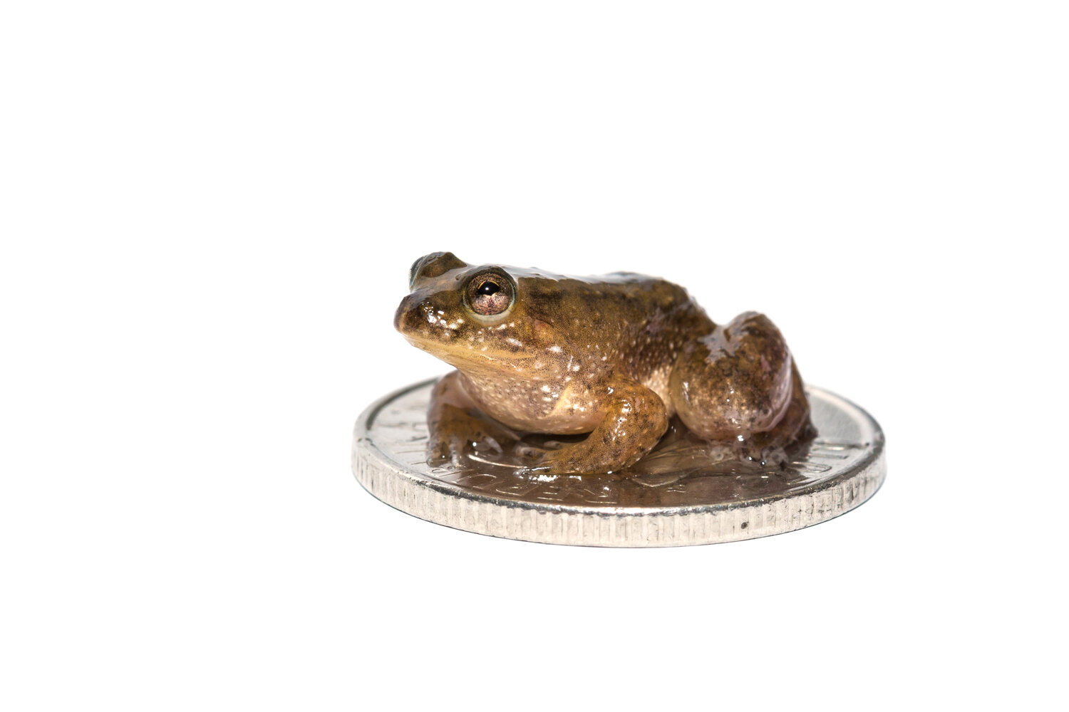 Biodiversity In Rice_ Baby Puddle Frog_03.jpg