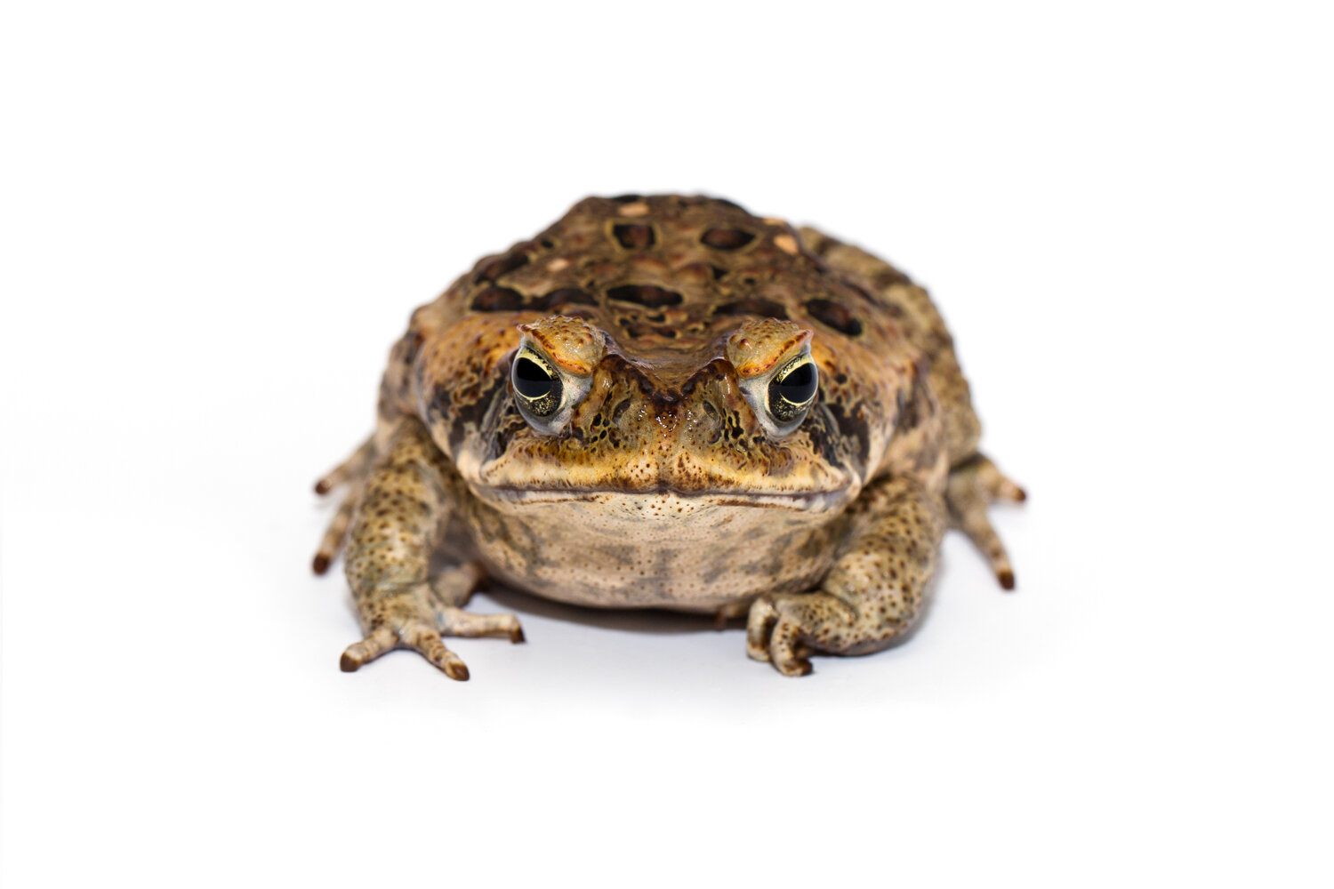 Biodiversity In Rice_ Cane Toad_06.jpg