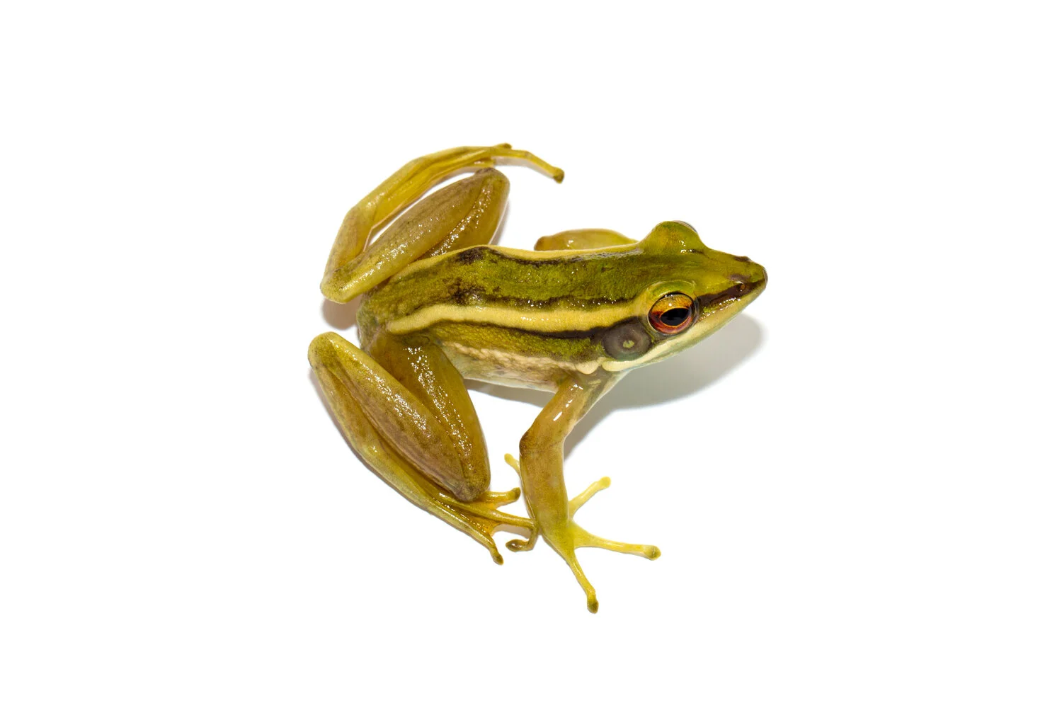 Biodiversity In Rice_ Paddy Frog M_01.jpg