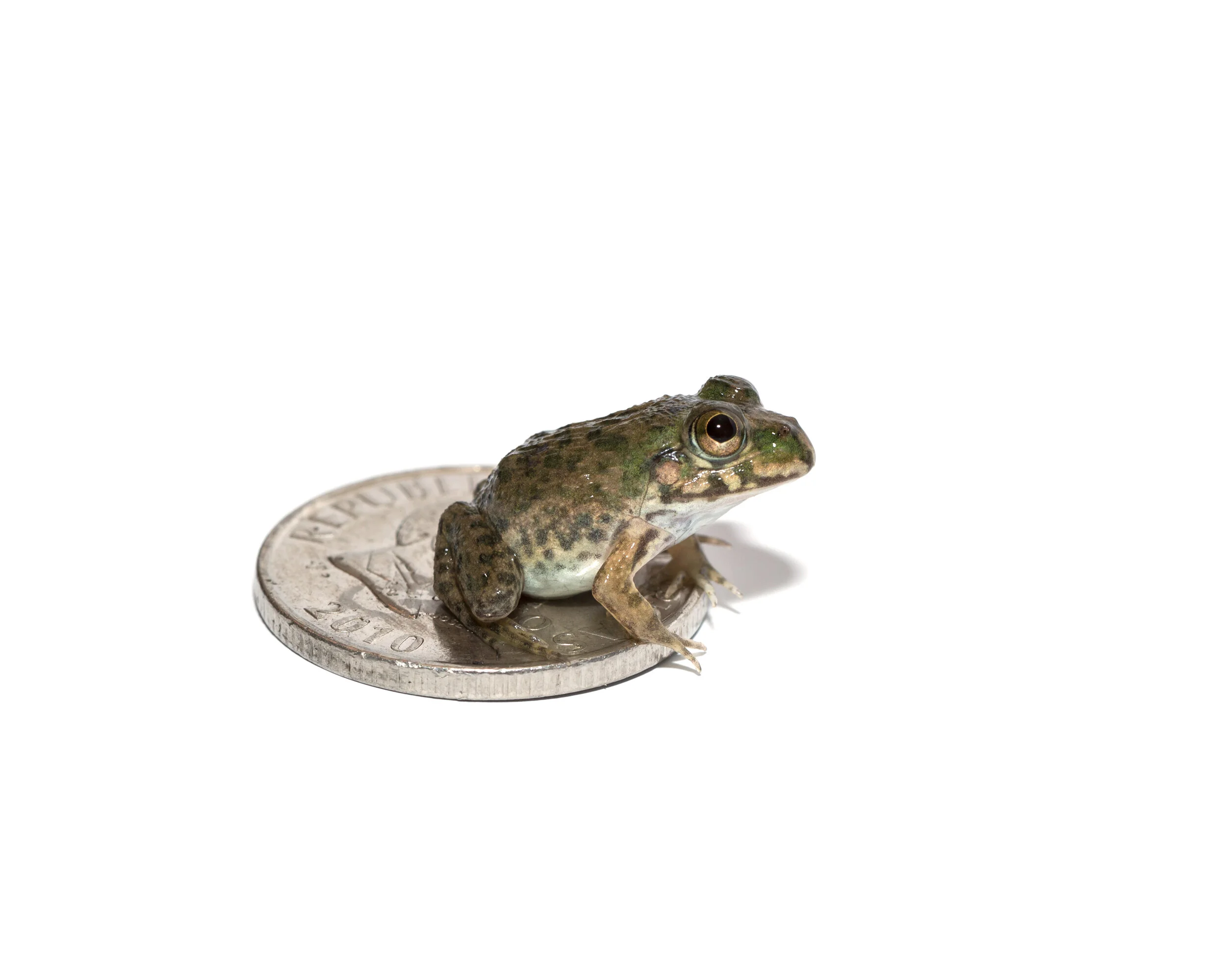 Biodiversity In Rice_ Baby Chinese Bull Frog_09.jpg