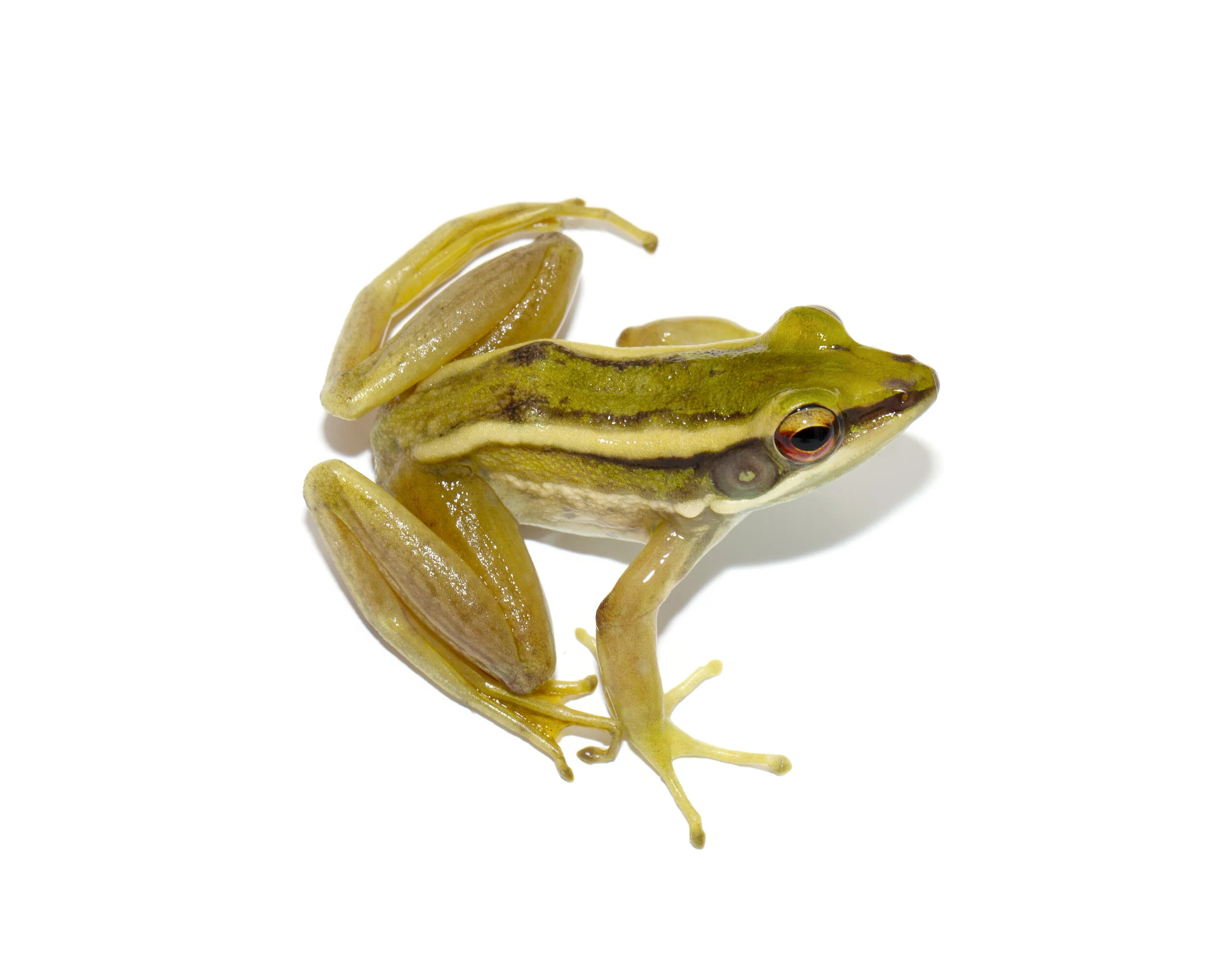 Biodiversity In Rice_ Paddy Frog M_01.jpg