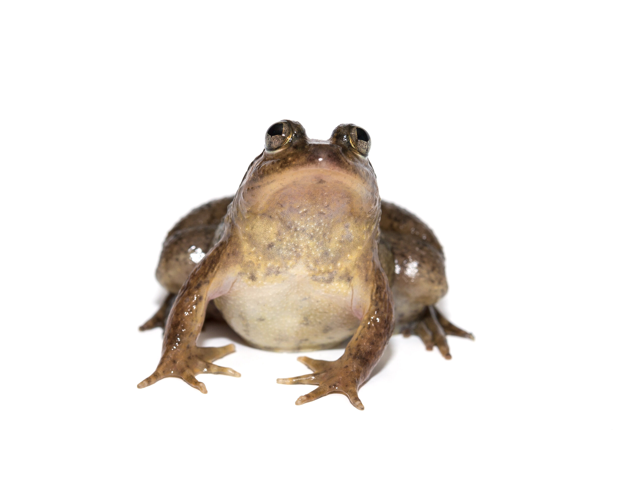Biodiversity In Rice_ Puddle Frog_05.jpg