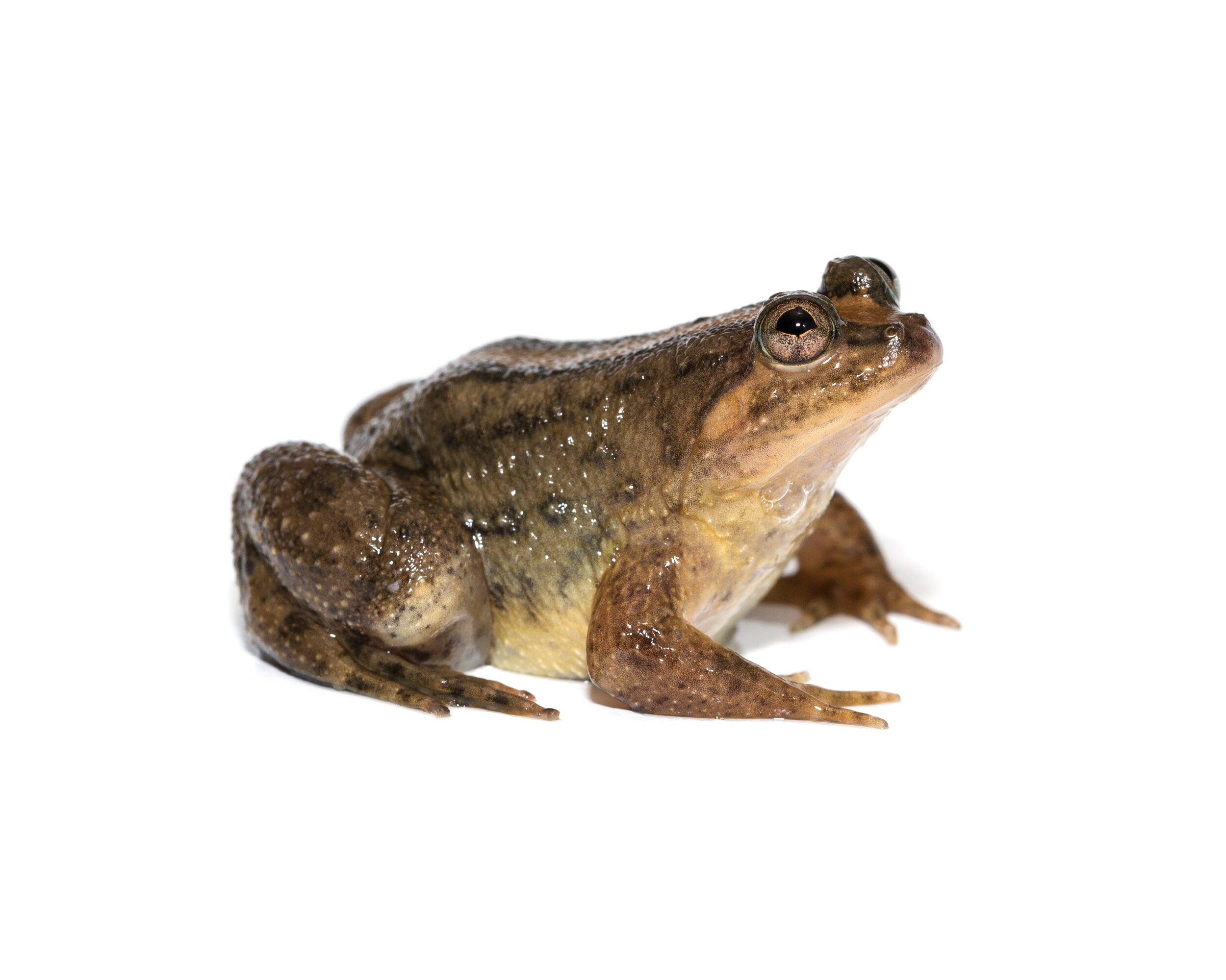 Biodiversity In Rice_ Puddle Frog_02.jpg